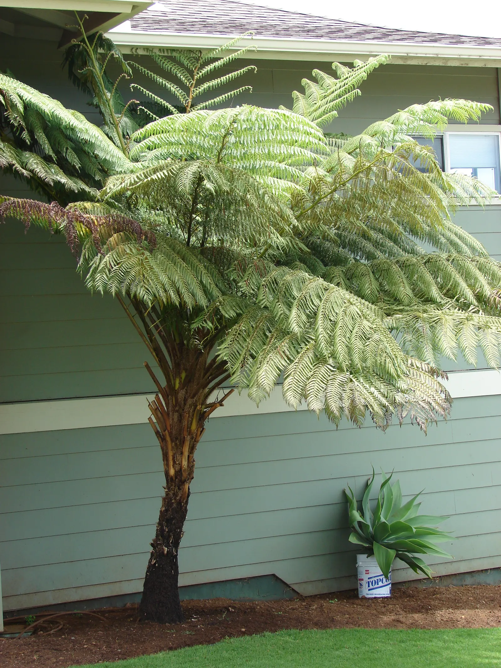 Australian Tree Fern (Cyathea cooperi) — fern for half or shade; or adding a tropical flair to the garden