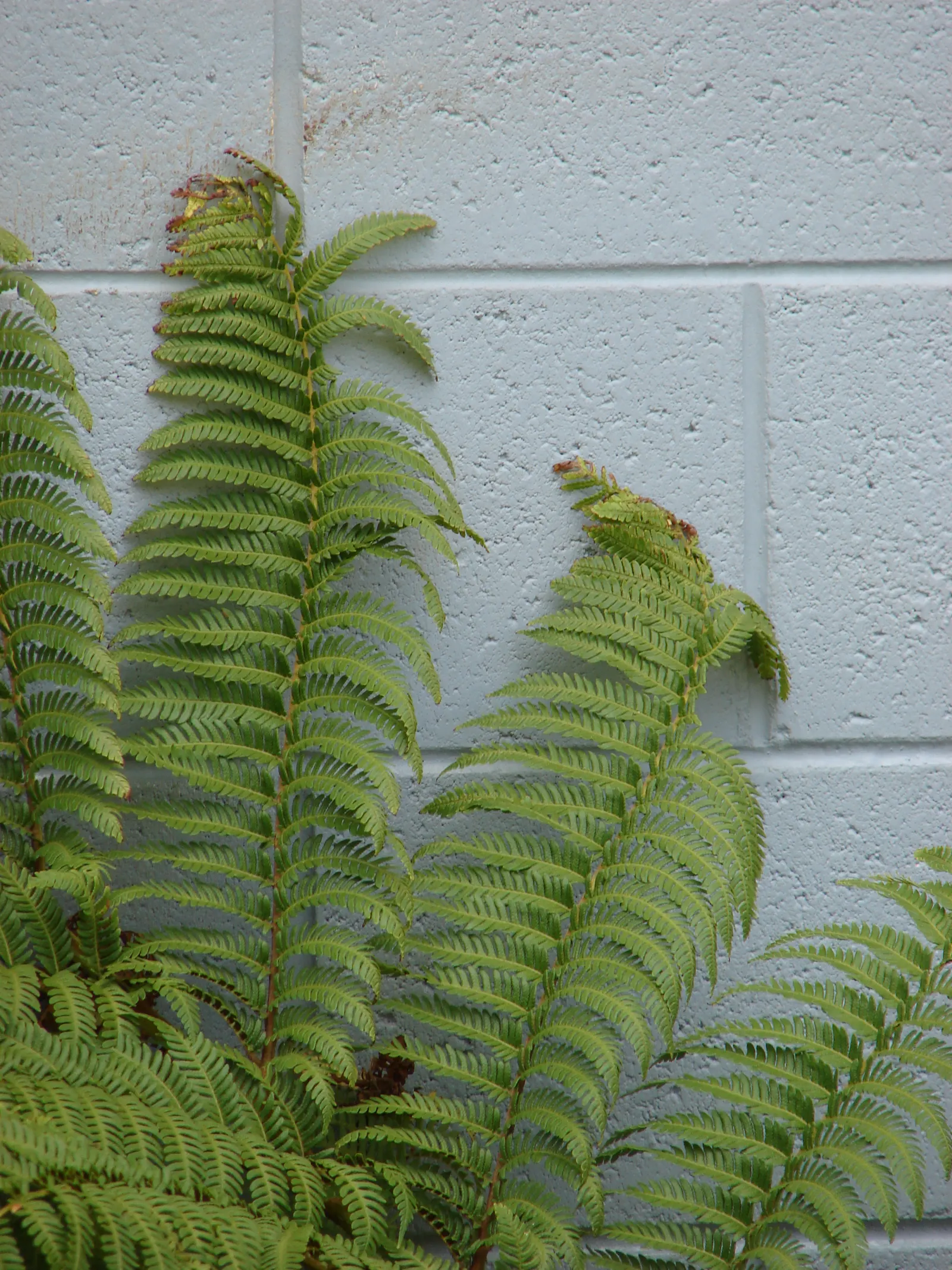 Australian Tree Fern (Cyathea cooperi) — Cyathea cooperi thrives in USDA Hardiness Zones 9 to 11; fern for half or shade, image 66