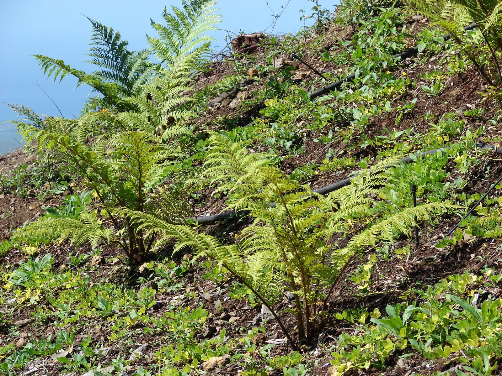 Australian Tree Fern (Cyathea cooperi) — fern for half or shade