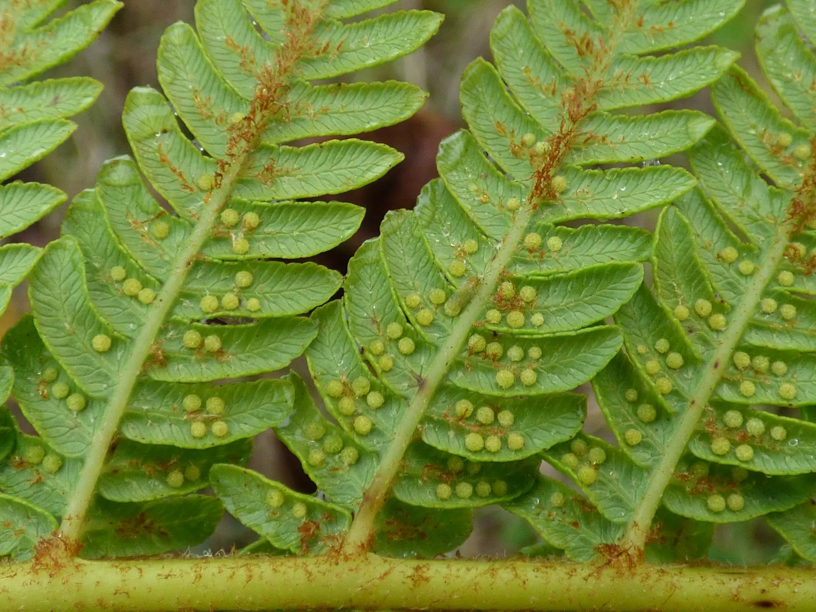 Australian Tree Fern (Cyathea cooperi) — preferring partial to full shade and consistently moist soil; to keep the soil evenly moist but not, image 57
