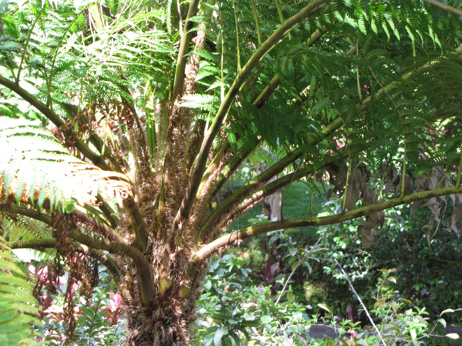 Australian Tree Fern (Cyathea cooperi) — Clients should be aware that although slow-growing; erect trunk that can grow to 12 inches in diameter