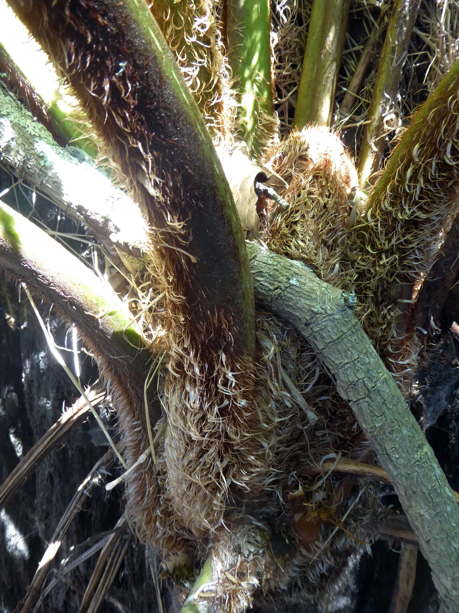 Australian Tree Fern (Cyathea cooperi) — It prefers a sheltered location with dappled sunlight to partial shade