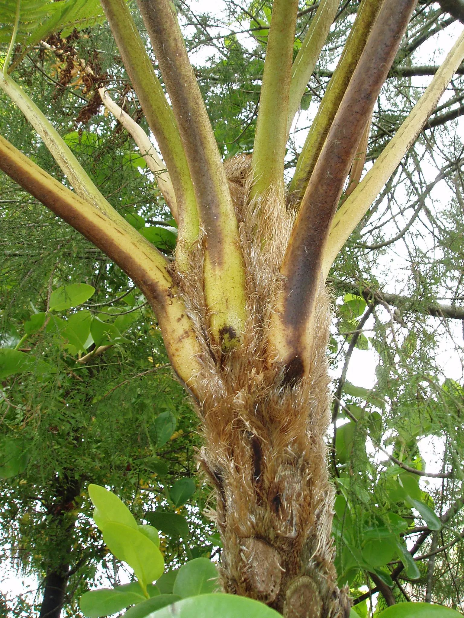 Australian Tree Fern (Cyathea cooperi) — mimicking its natural rainforest habitat
