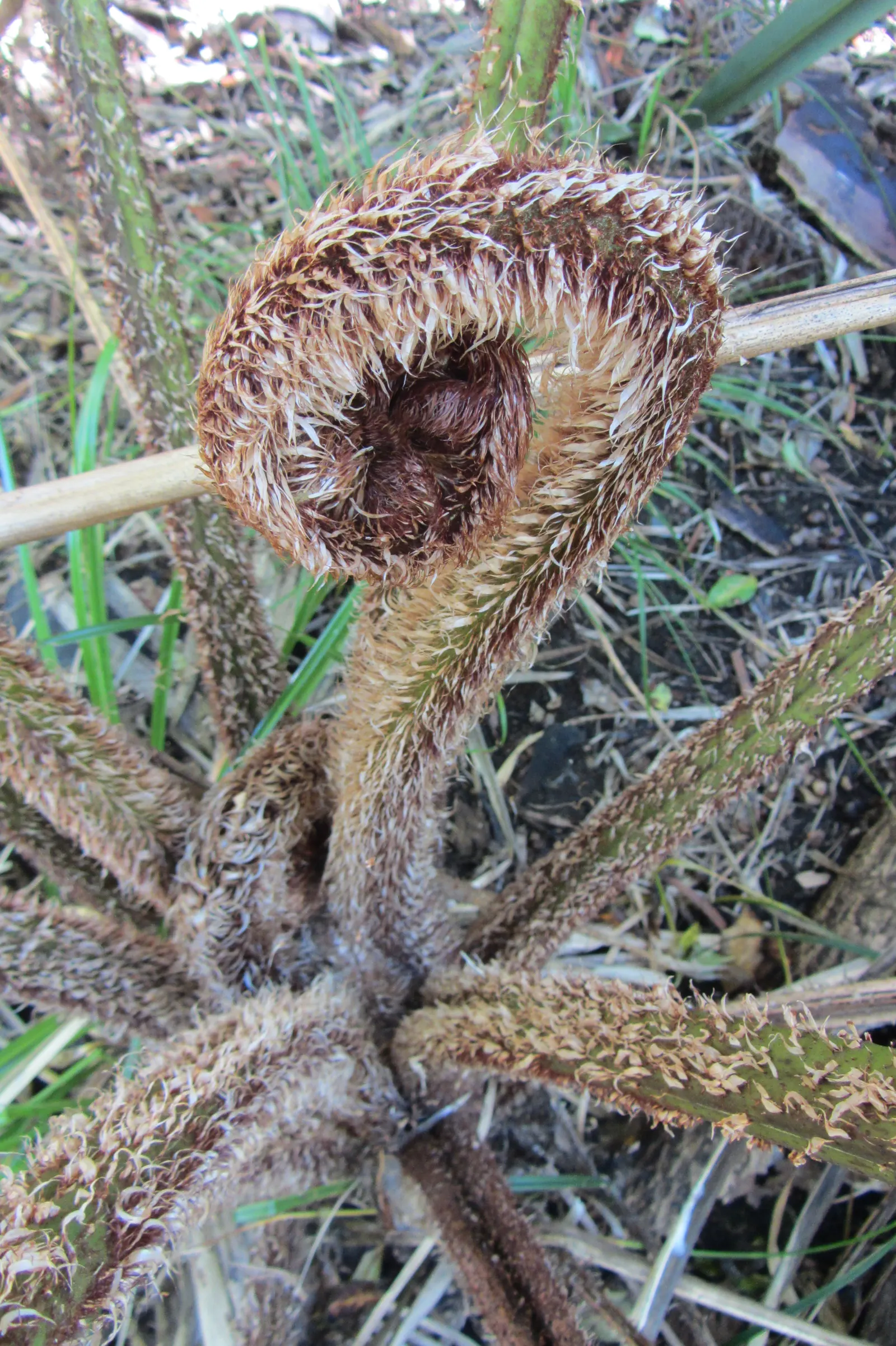 Australian Tree Fern (Cyathea cooperi) — This tree fern can reach a grand height of 15 to 30 feet with a spread of 10 to 15 feet at maturity