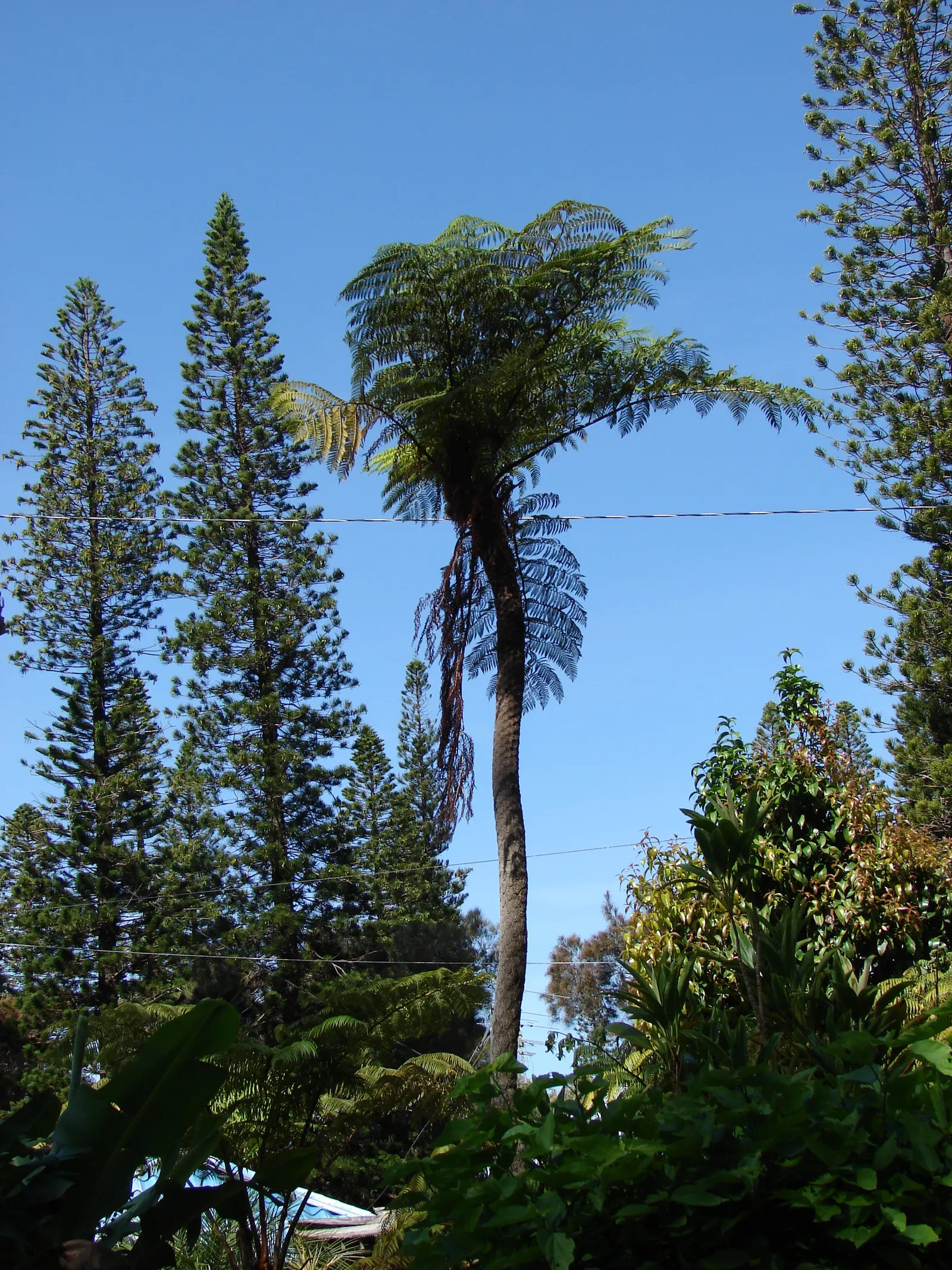 Australian Tree Fern (Cyathea cooperi) — erect trunk that can grow to 12 inches in diameter; it prefers a sheltered location with dappled sunlight, image 64
