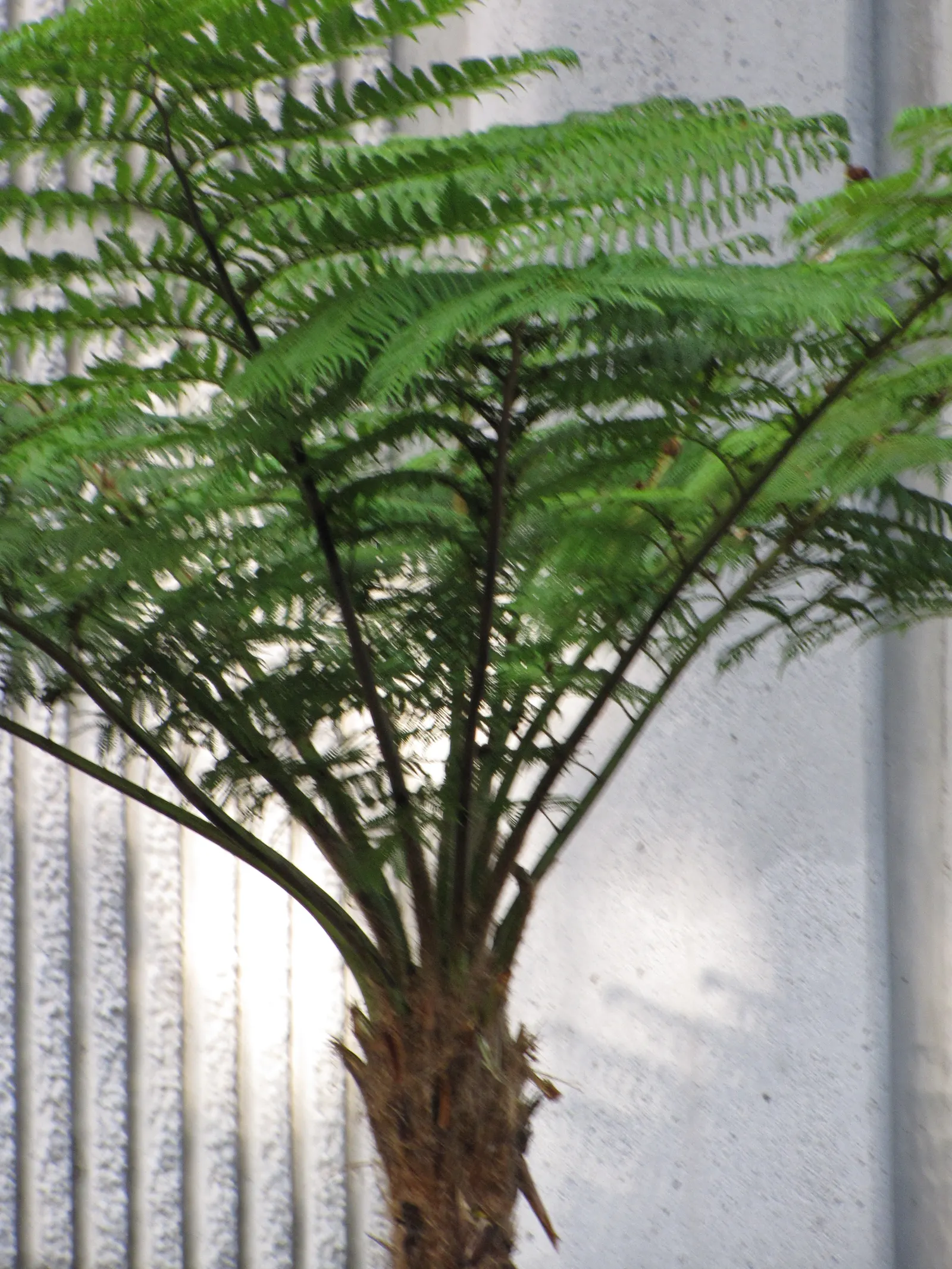 Australian Tree Fern (Cyathea cooperi) — This fast-growing fern thrives in USDA zones 9-11; though typically less in cultivated, image 110