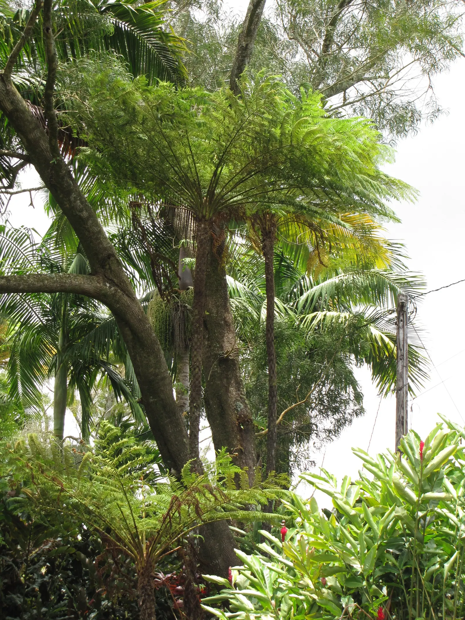 Australian Tree Fern (Cyathea cooperi) — with a spread of 12-15 feet, image 32