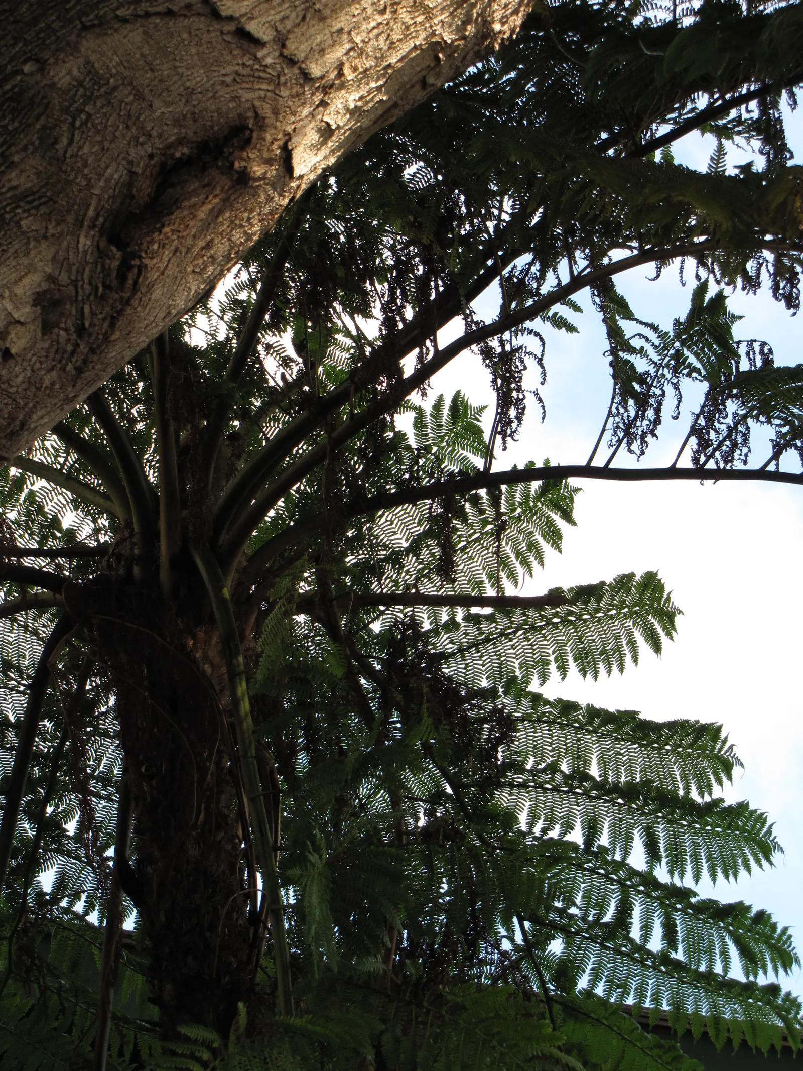 Australian Tree Fern (Cyathea cooperi) — is an elegant species featuring lush green fronds that can reach 10-15 feet in length; a mature specimen, image 55
