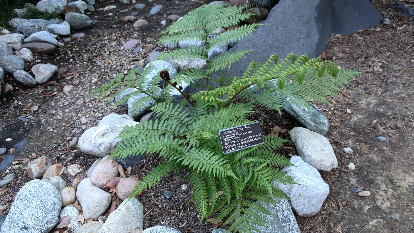Australian Tree Fern (Cyathea cooperi) — Australian Tree Fern requires consistently moist, well-drained soil that is rich in organic matter