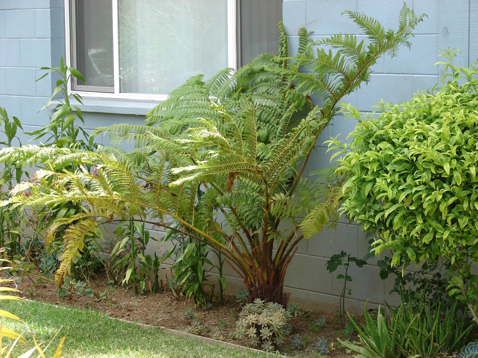 Australian Tree Fern (Cyathea cooperi) — with a spread of 12-15 feet, image 59
