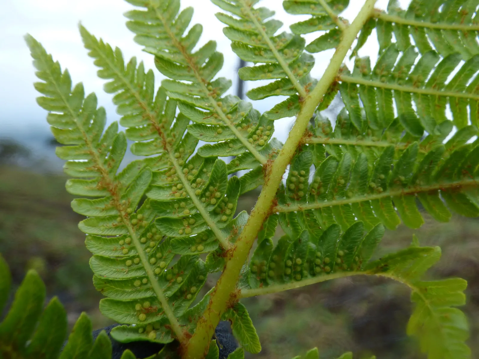 Australian Tree Fern (Cyathea cooperi) — A mature specimen can attain a height of about 15-20 feet; clients should be aware that although, image 58