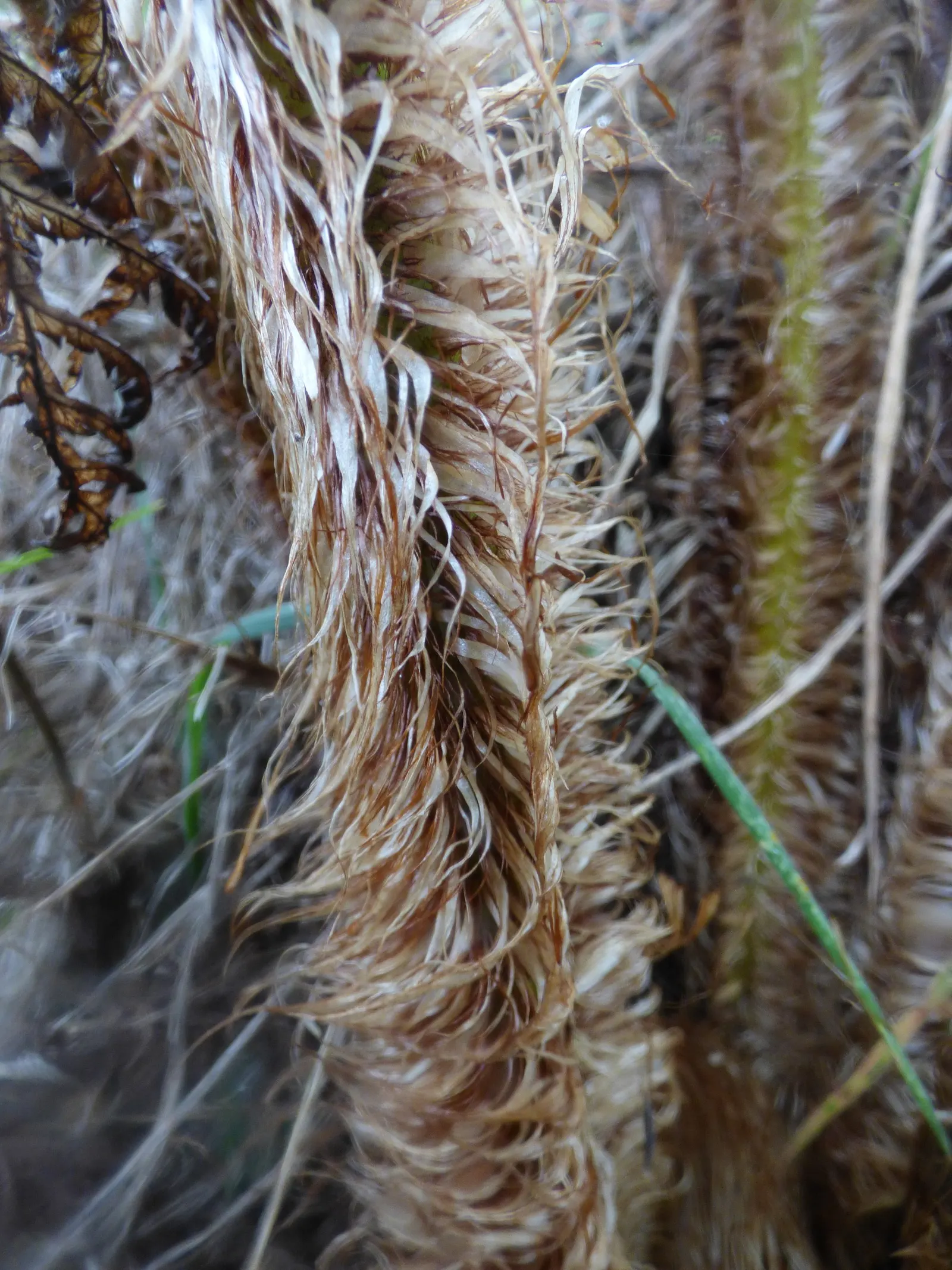Australian Tree Fern (Cyathea cooperi) — or adding a tropical flair to the garden; preferring partial to full shade and consistently moist soil