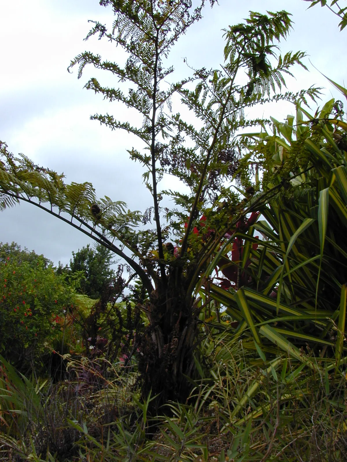 Australian Tree Fern (Cyathea cooperi) — It prefers a sheltered location with dappled sunlight to partial shade; is a magnificent and lush, image 67