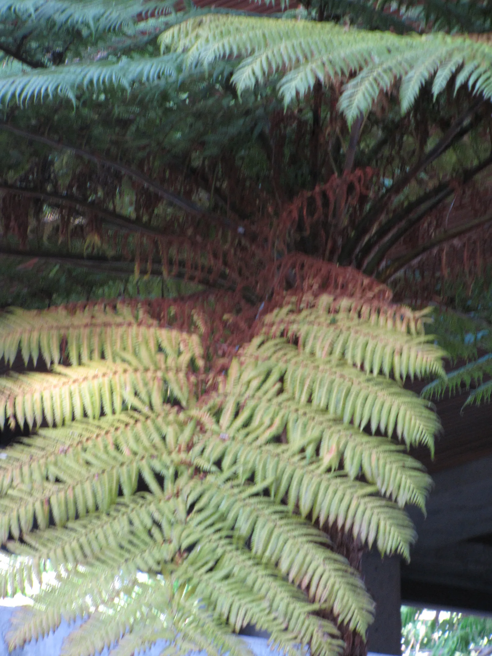 Australian Tree Fern (Cyathea cooperi) — A mature specimen can attain a height of about 15-20 feet; clients should be aware that although slow-growing