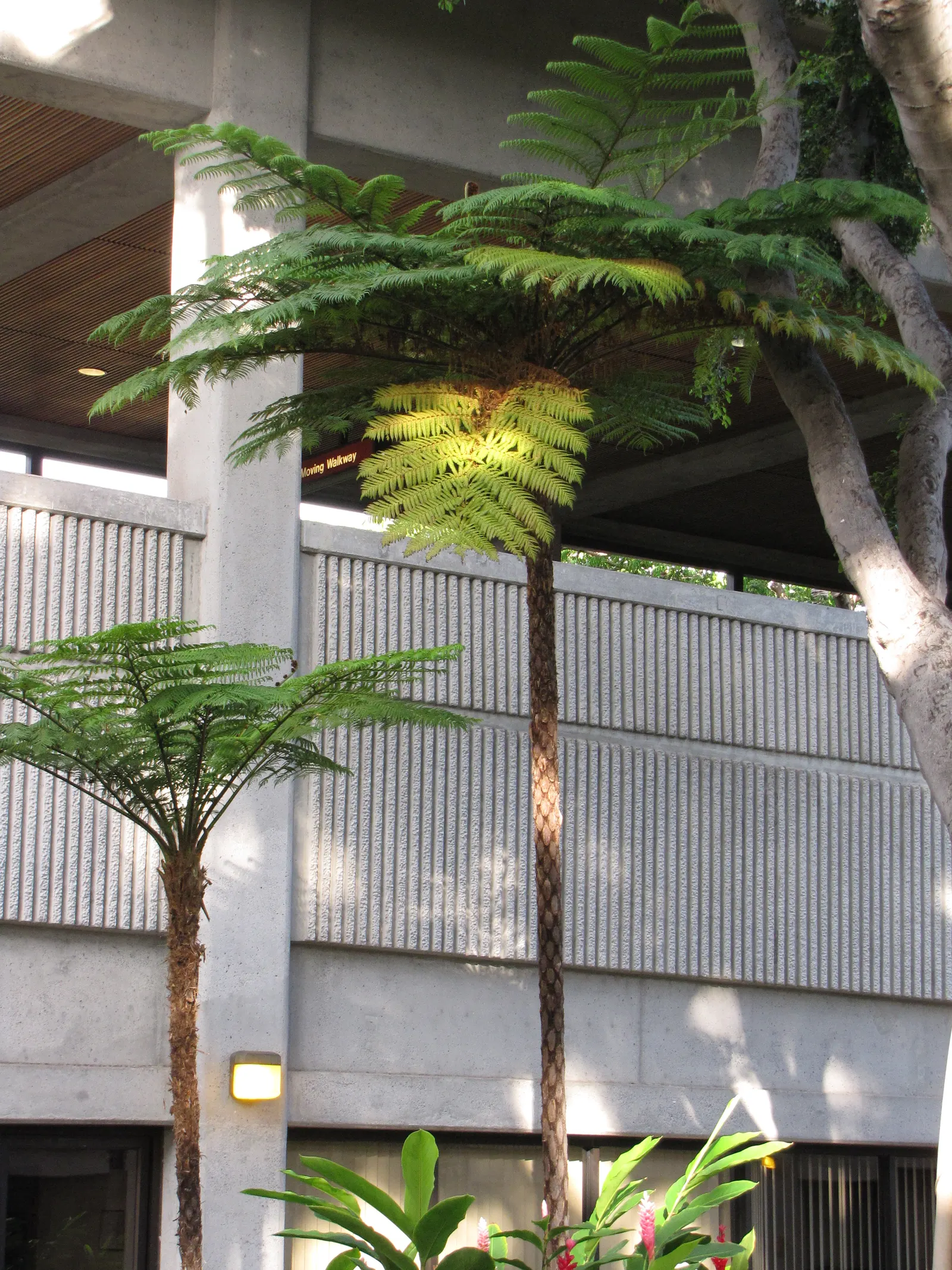 Australian Tree Fern (Cyathea cooperi) — This fast-growing fern thrives in USDA zones 9-11; though typically less in cultivated, image 56
