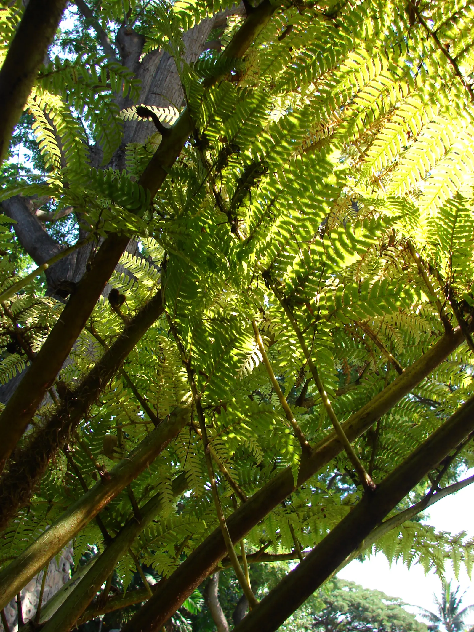 Australian Tree Fern (Cyathea cooperi) — is a magnificent and lush perennial plant that adds a strikingly verdant presence to any garden setting, image 61