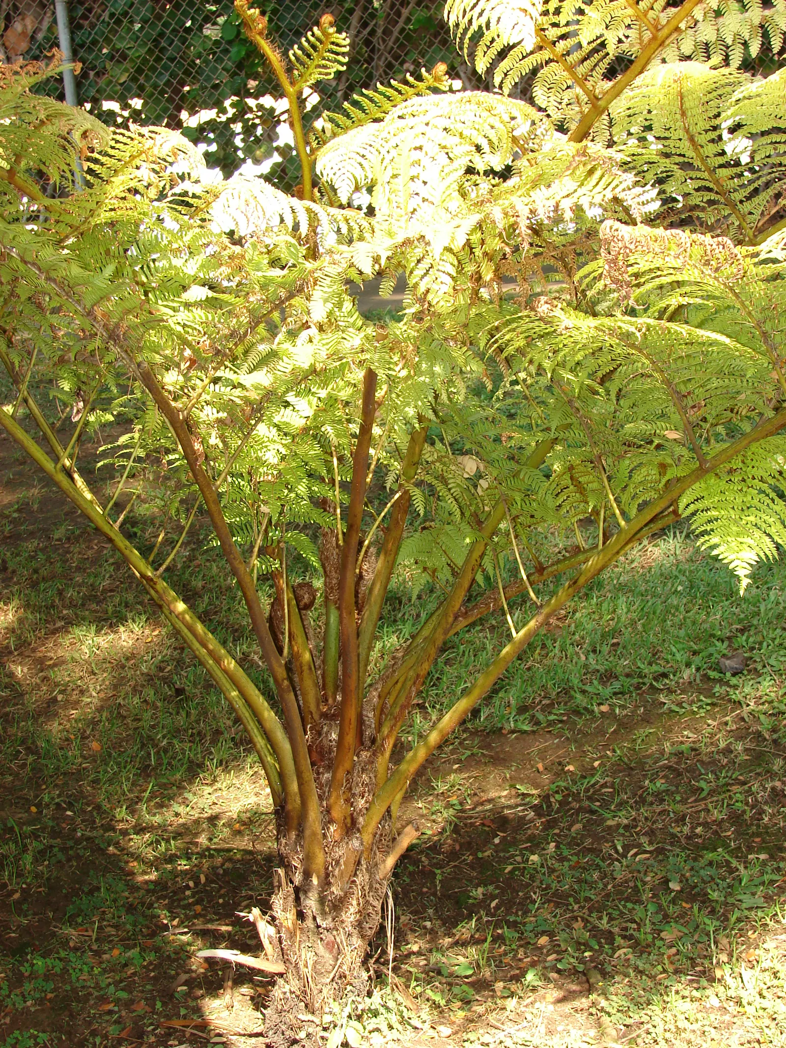 Australian Tree Fern (Cyathea cooperi) — tropical accent to any shaded landscape design; cyathea cooperi thrives in USDA Hardiness Zones 9 to 11, image 60