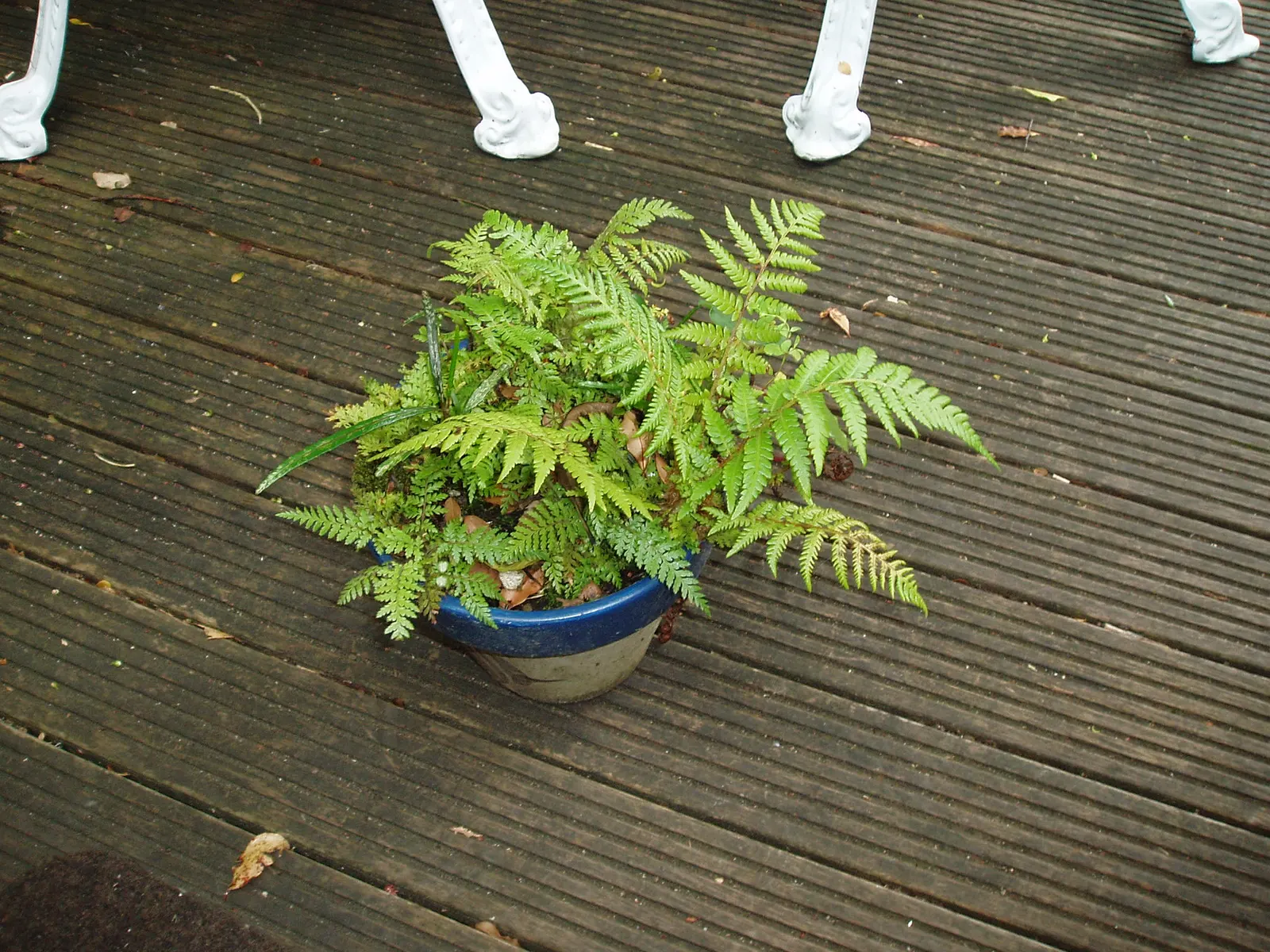 Australian Tree Fern (Cyathea cooperi) — though typically less in cultivated landscapes.<br><br>Originating from the Eastern parts of Australia