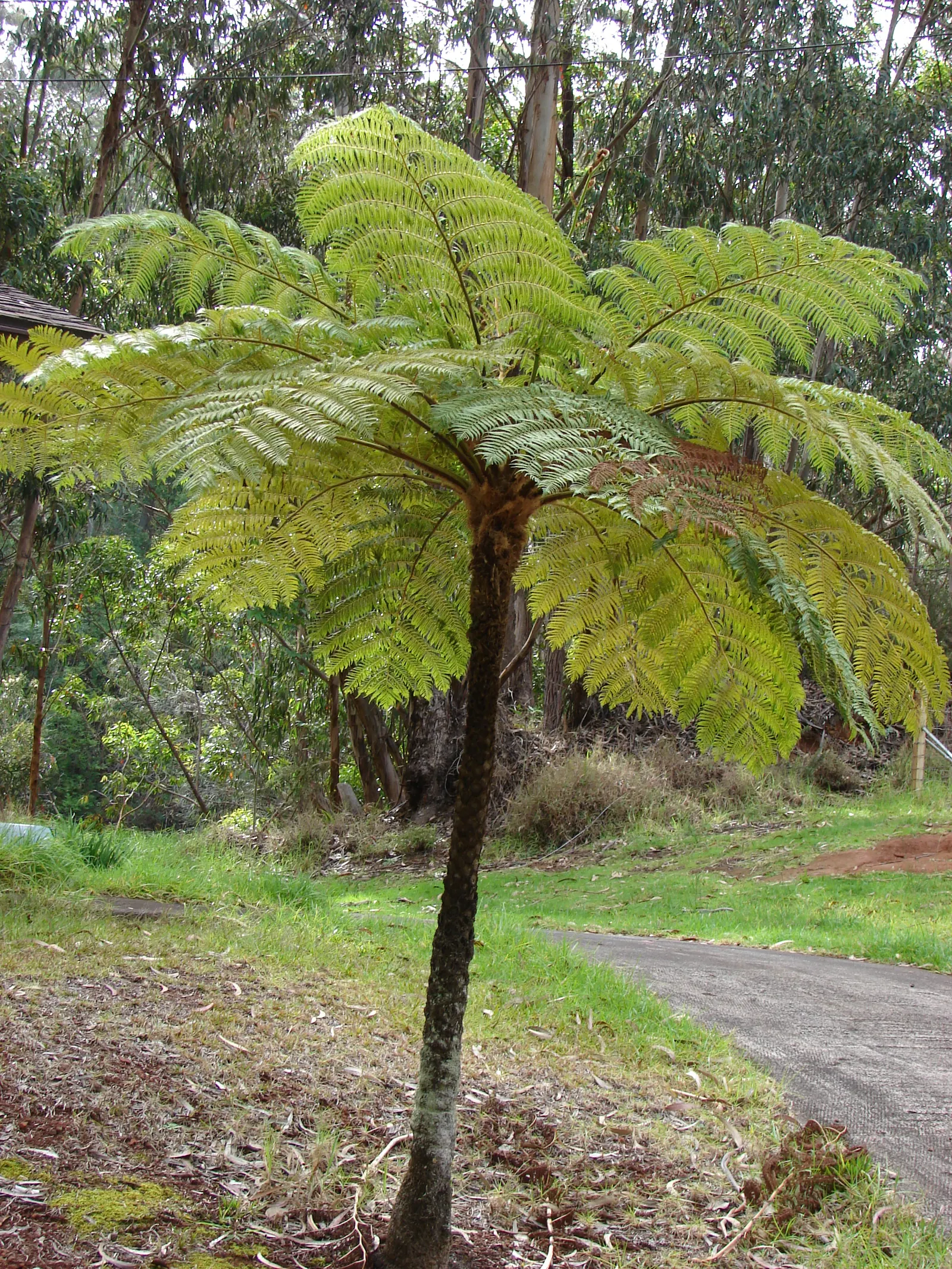 Australian Tree Fern (Cyathea cooperi) — erect trunk that can grow to 12 inches in diameter; it prefers a sheltered location with dappled sunlight to partial