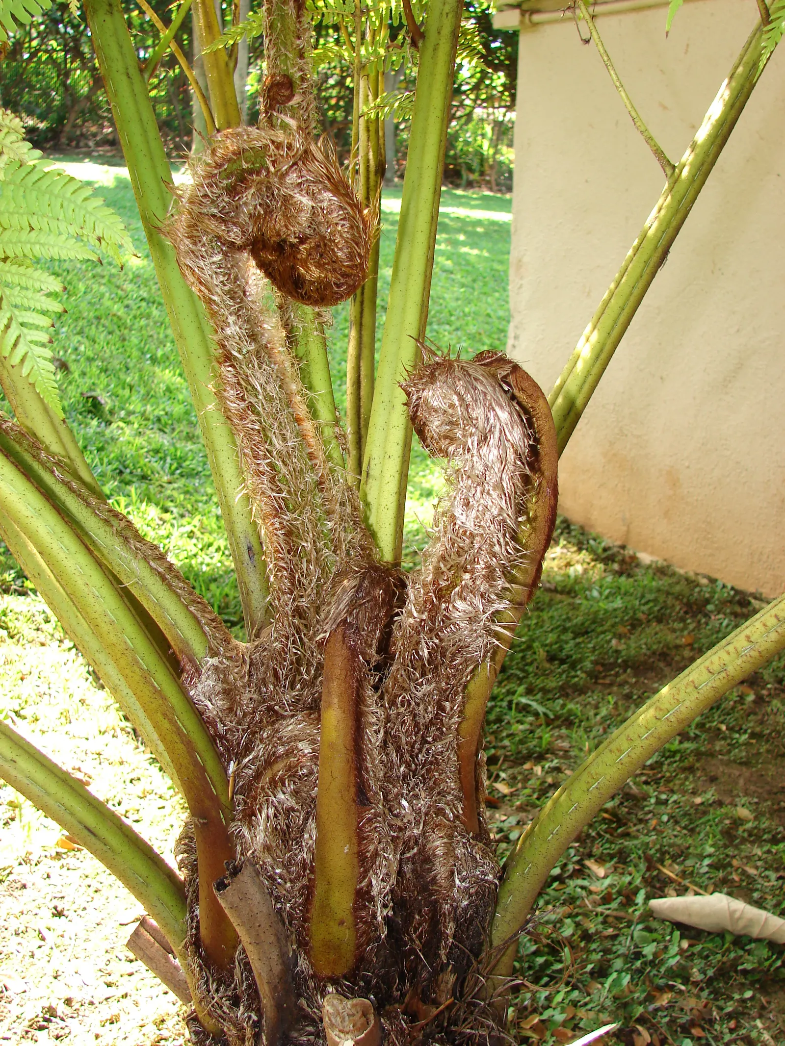 Australian Tree Fern (Cyathea cooperi) — This tree fern can reach a grand height of 15 to 30 feet with a spread of 10 to 15 feet at maturity; this fern