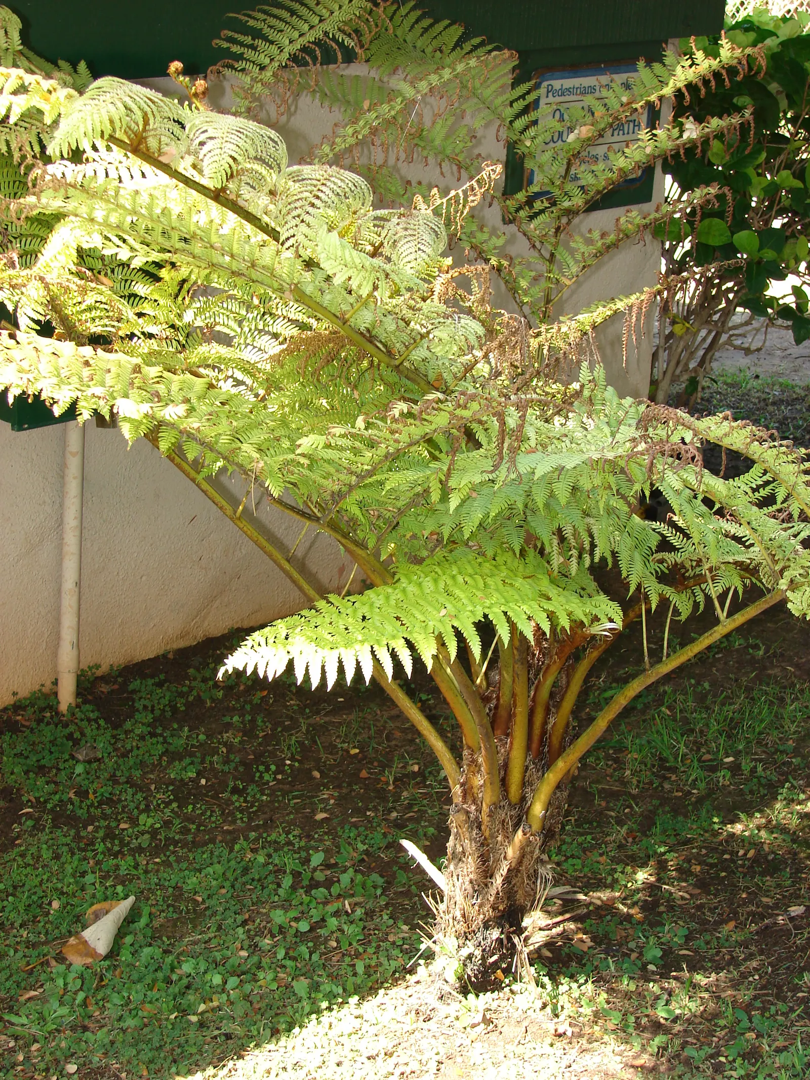 Australian Tree Fern (Cyathea cooperi) — fern for half or shade; or adding a tropical flair to the garden, image 108