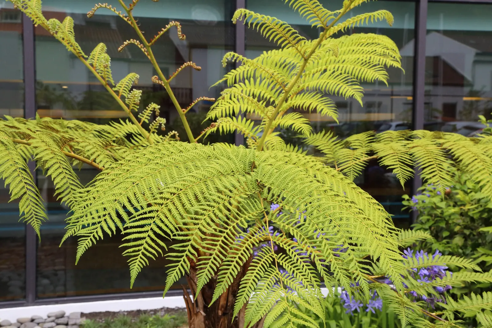 Australian Tree Fern (Cyathea cooperi) — preferring partial to full shade and consistently moist soil; to keep the soil evenly moist but not, image 111