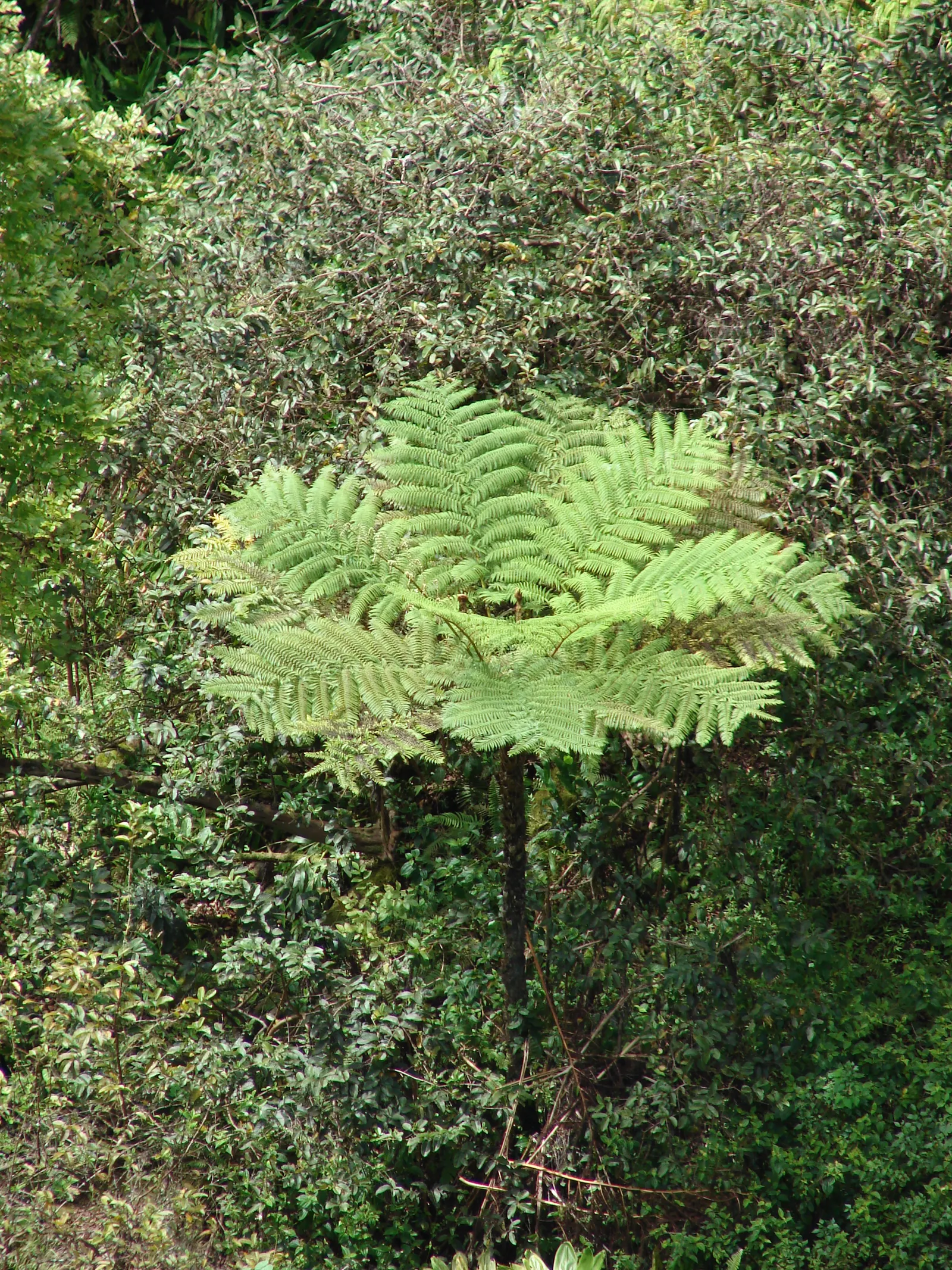 Australian Tree Fern (Cyathea cooperi) — is an elegant species featuring lush green fronds that can reach 10-15 feet in length; a mature specimen, image 109