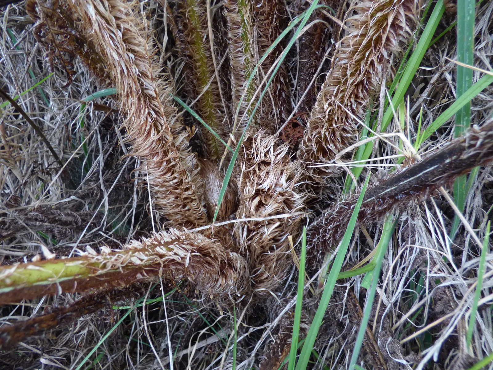 Australian Tree Fern (Cyathea cooperi) — ideal for creating a focal point, image 50