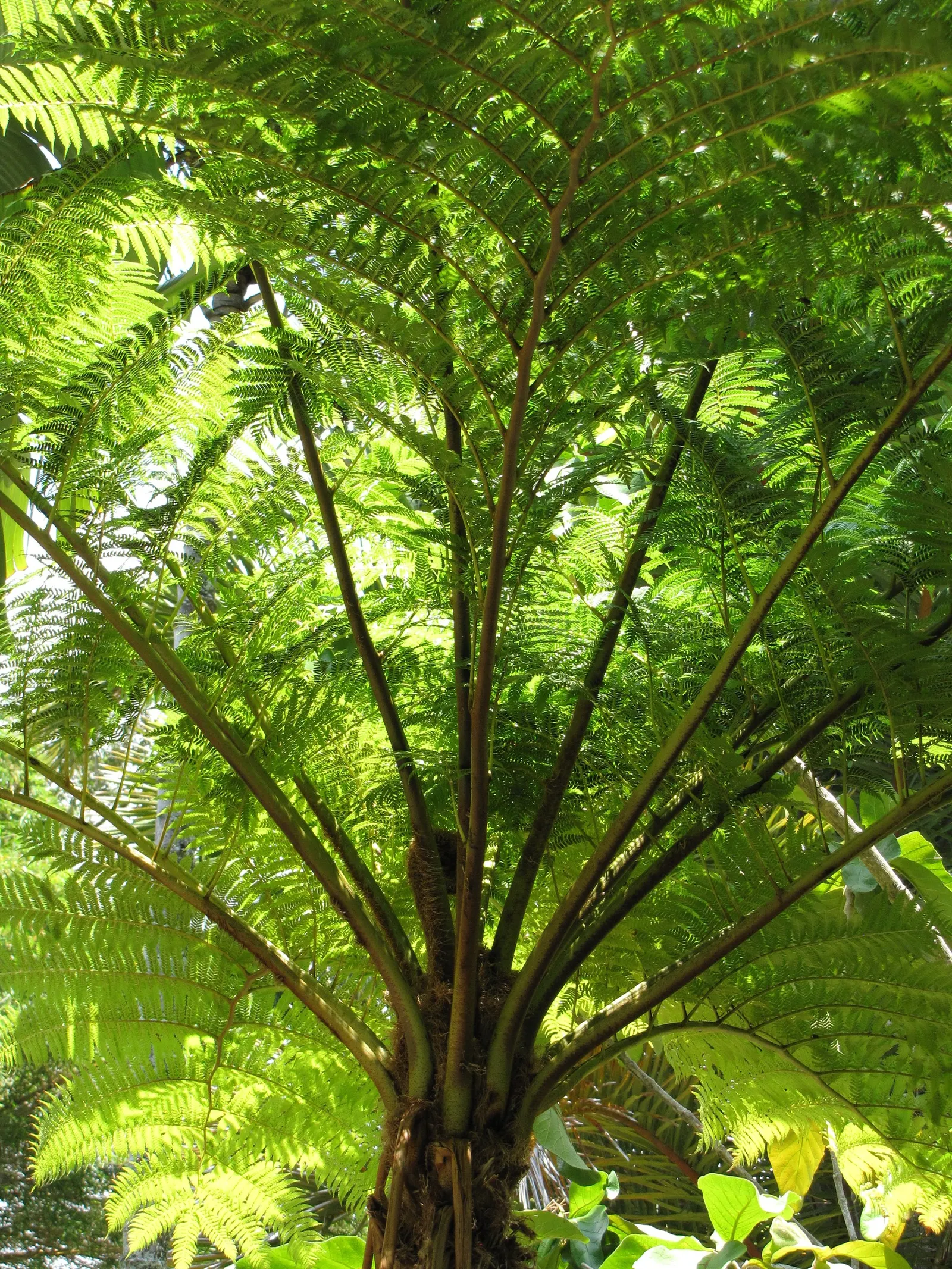 Australian Tree Fern (Cyathea cooperi) — Its fronds unfurl gracefully to lengths of 6 to 10 feet; tropical accent to any shaded landscape design, image 90