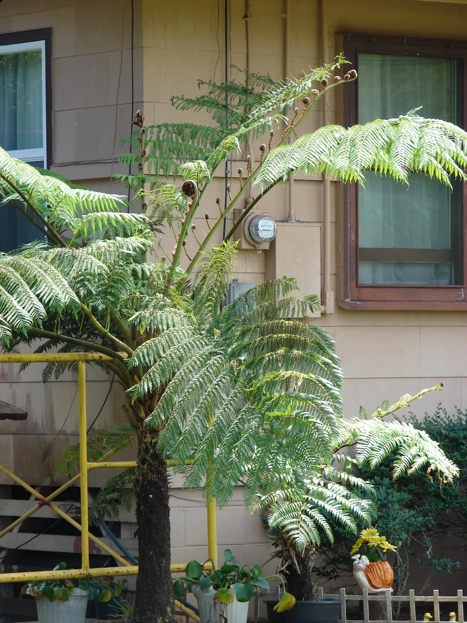 Australian Tree Fern (Cyathea cooperi) — this fern ultimately requires space to flourish and achieve its full