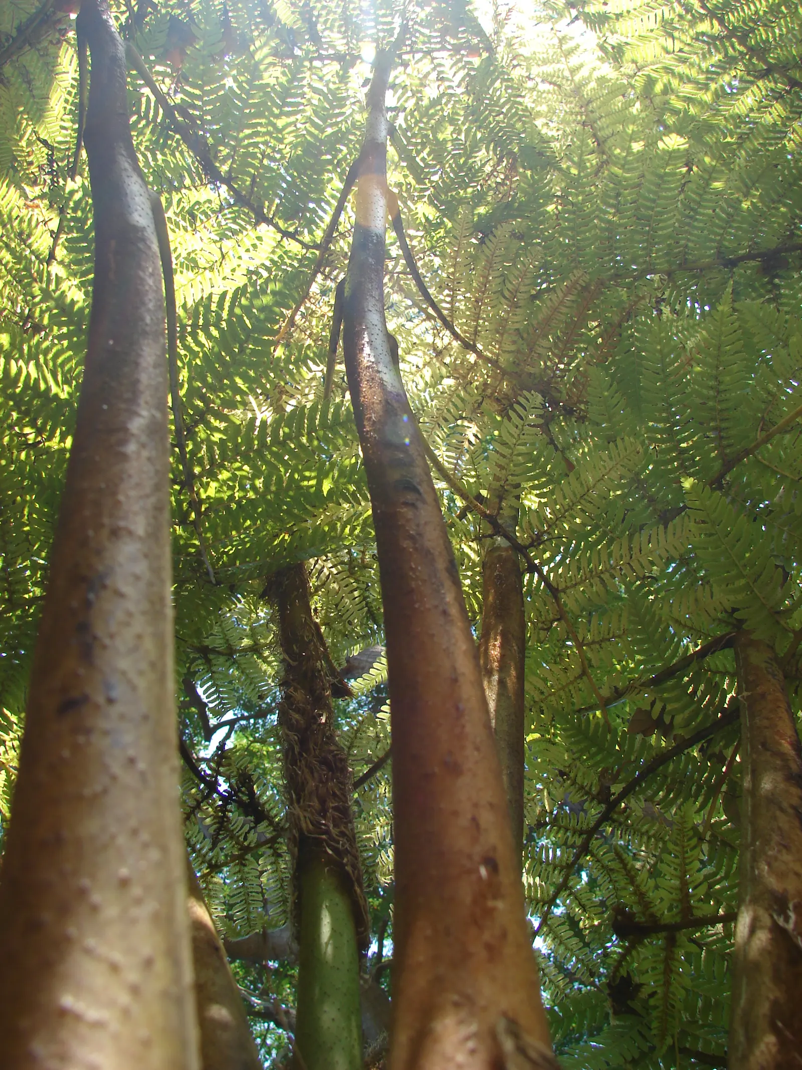 Australian Tree Fern (Cyathea cooperi) — preferring partial to full shade and consistently moist soil; to keep the soil evenly moist but not waterlogged