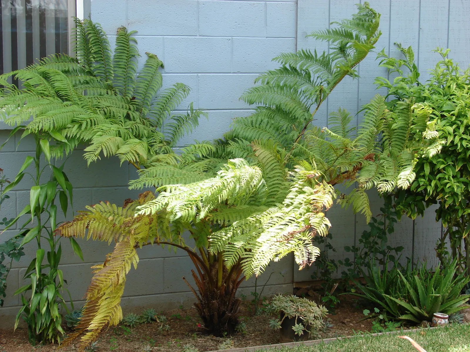 Australian Tree Fern (Cyathea cooperi) — mimicking its natural rainforest habitat, image 68