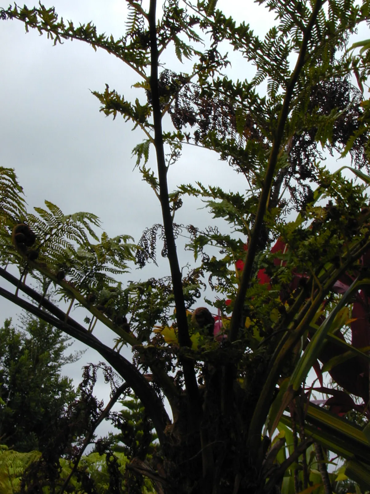 Australian Tree Fern (Cyathea cooperi) — This tree fern can reach a grand height of 15 to 30 feet with a spread of 10 to 15 feet at maturity; this, image 62