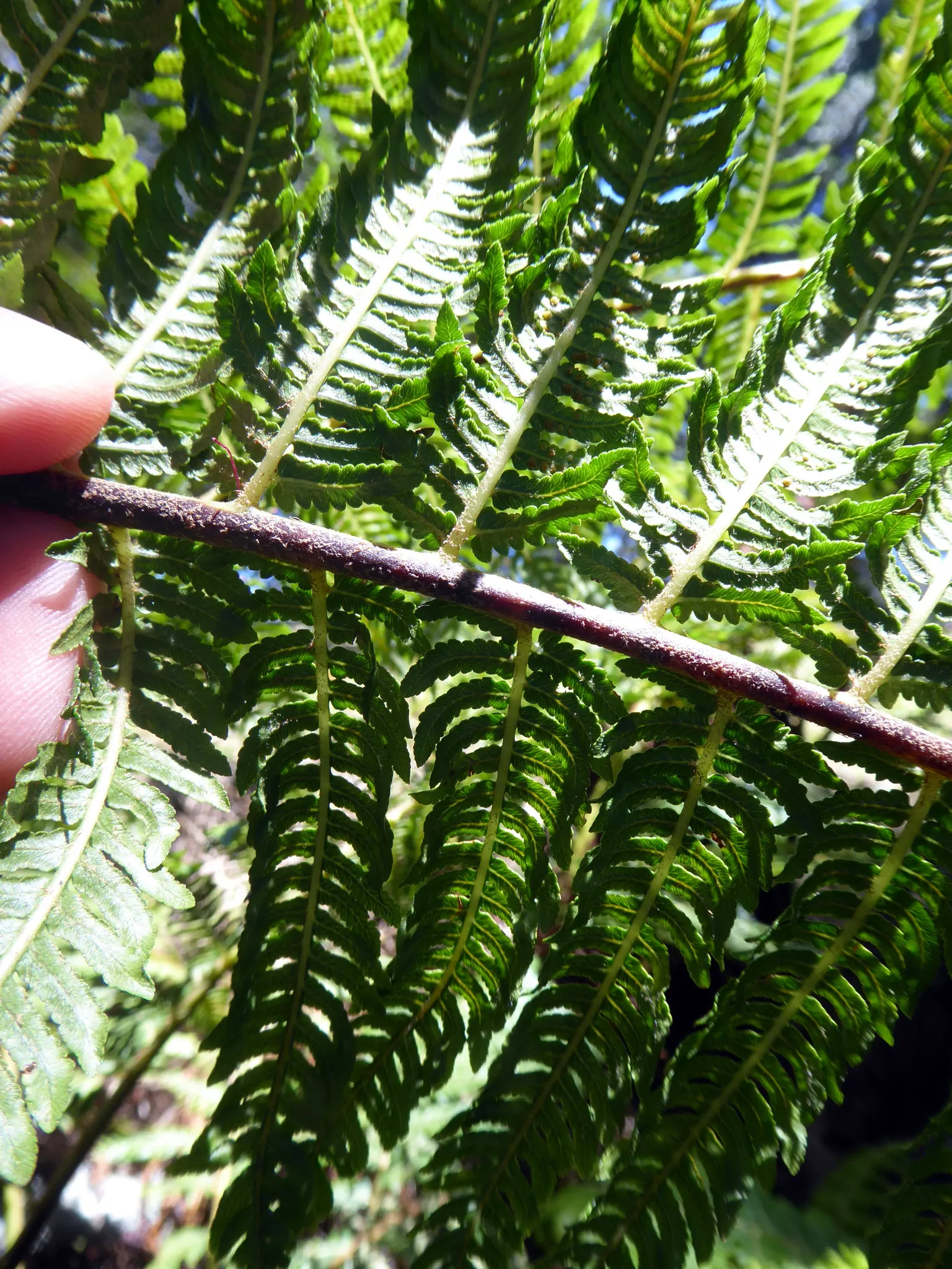 Australian Tree Fern (Cyathea cooperi) — It prefers a sheltered location with dappled sunlight to partial shade; is a magnificent and lush, image 94