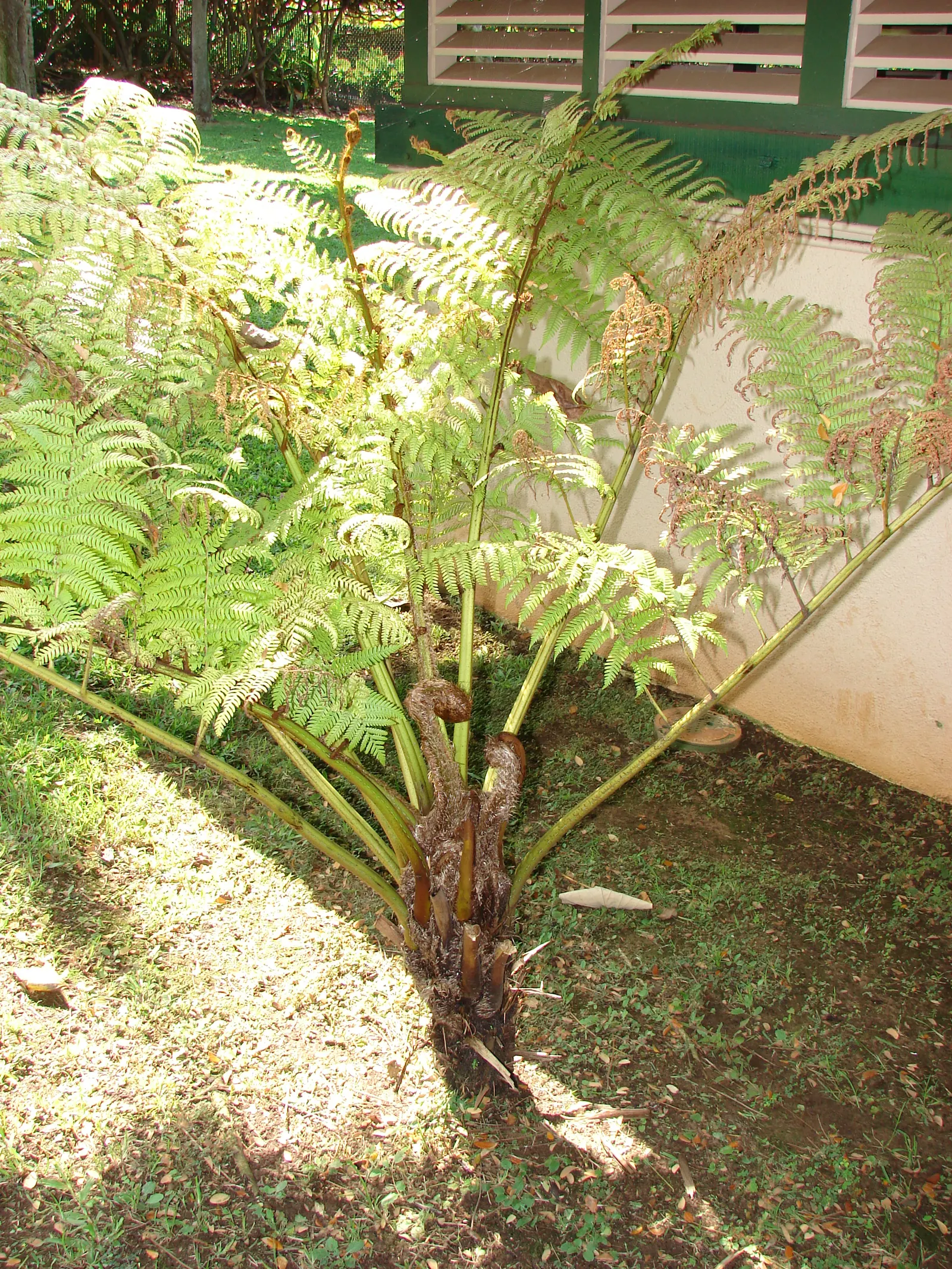 Australian Tree Fern (Cyathea cooperi) — is a magnificent and lush perennial plant that adds a strikingly verdant presence to any garden setting; while