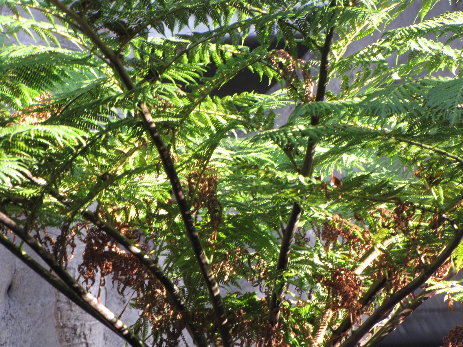 Australian Tree Fern (Cyathea cooperi) — Cyathea cooperi thrives in USDA Hardiness Zones 9 to 11; fern for half or shade