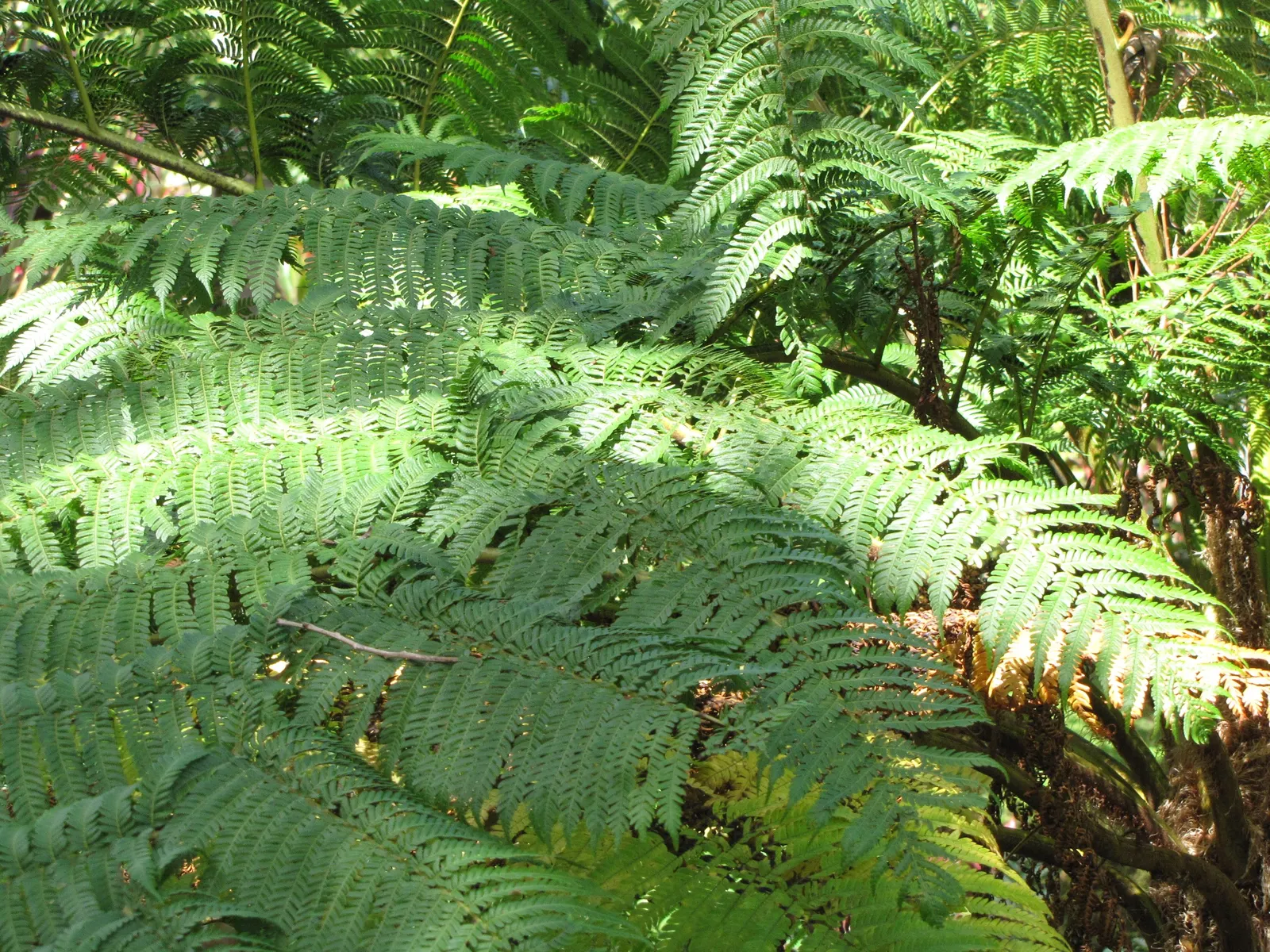 Australian Tree Fern (Cyathea cooperi) — This fast-growing fern thrives in USDA zones 9-11; though typically less in cultivated landscapes.<br><br>Originating
