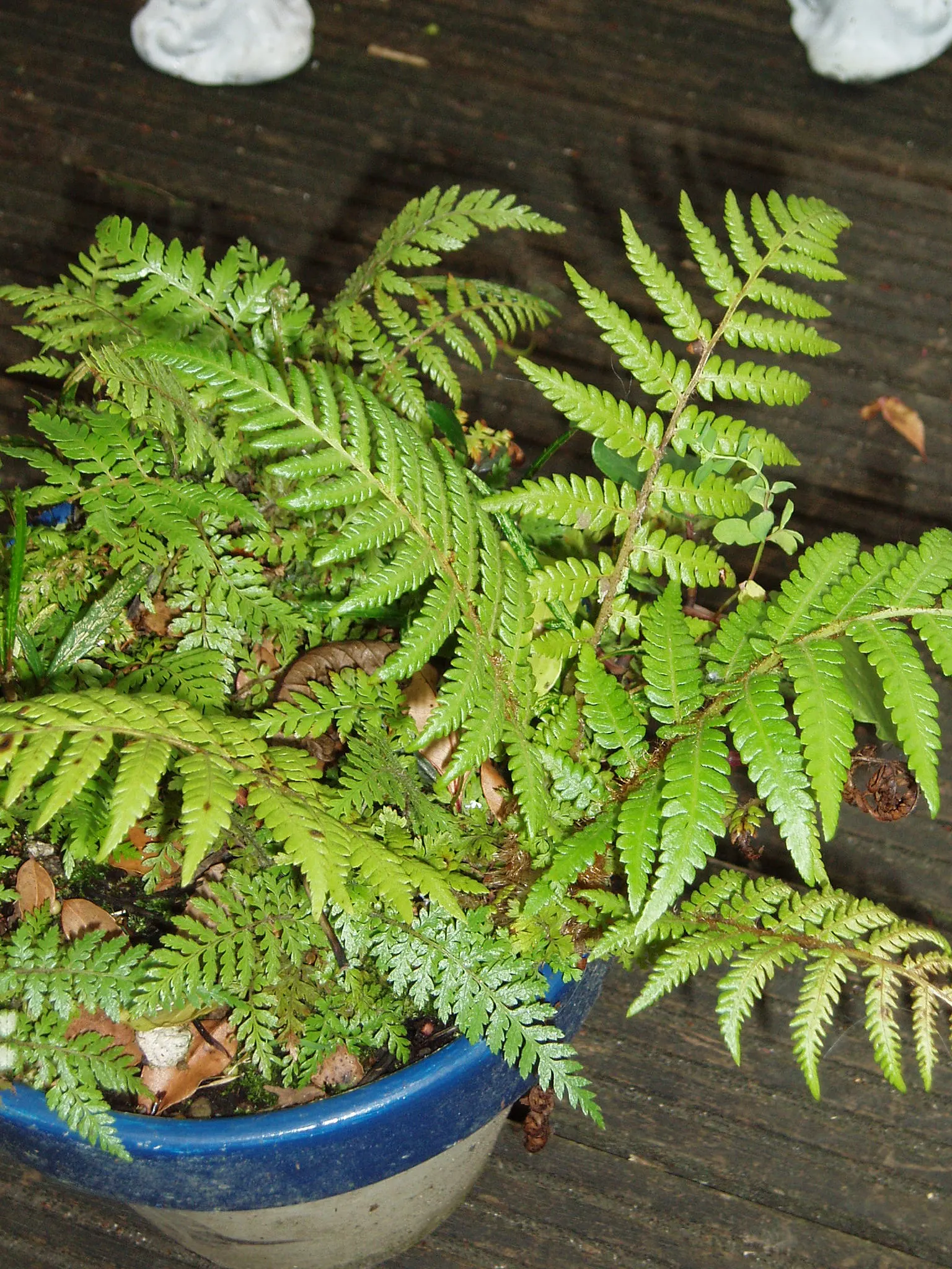 Australian Tree Fern (Cyathea cooperi) — while resistant to brief chills; the Australian Tree Fern offers an exotic touch with its feathery fronds, image 100