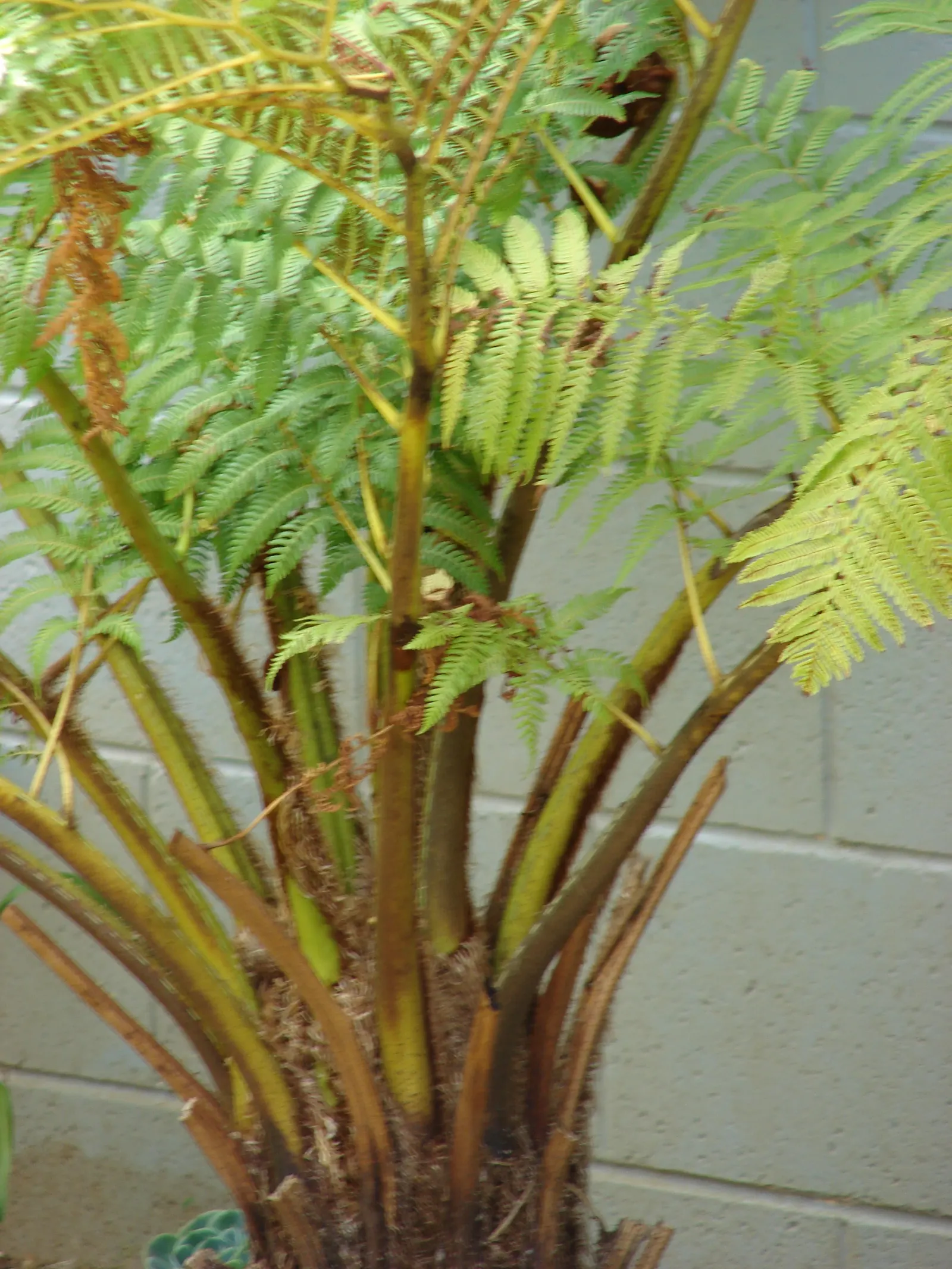 Australian Tree Fern (Cyathea cooperi) — though typically less in cultivated landscapes.<br><br>Originating from the Eastern parts of Australia, image 65