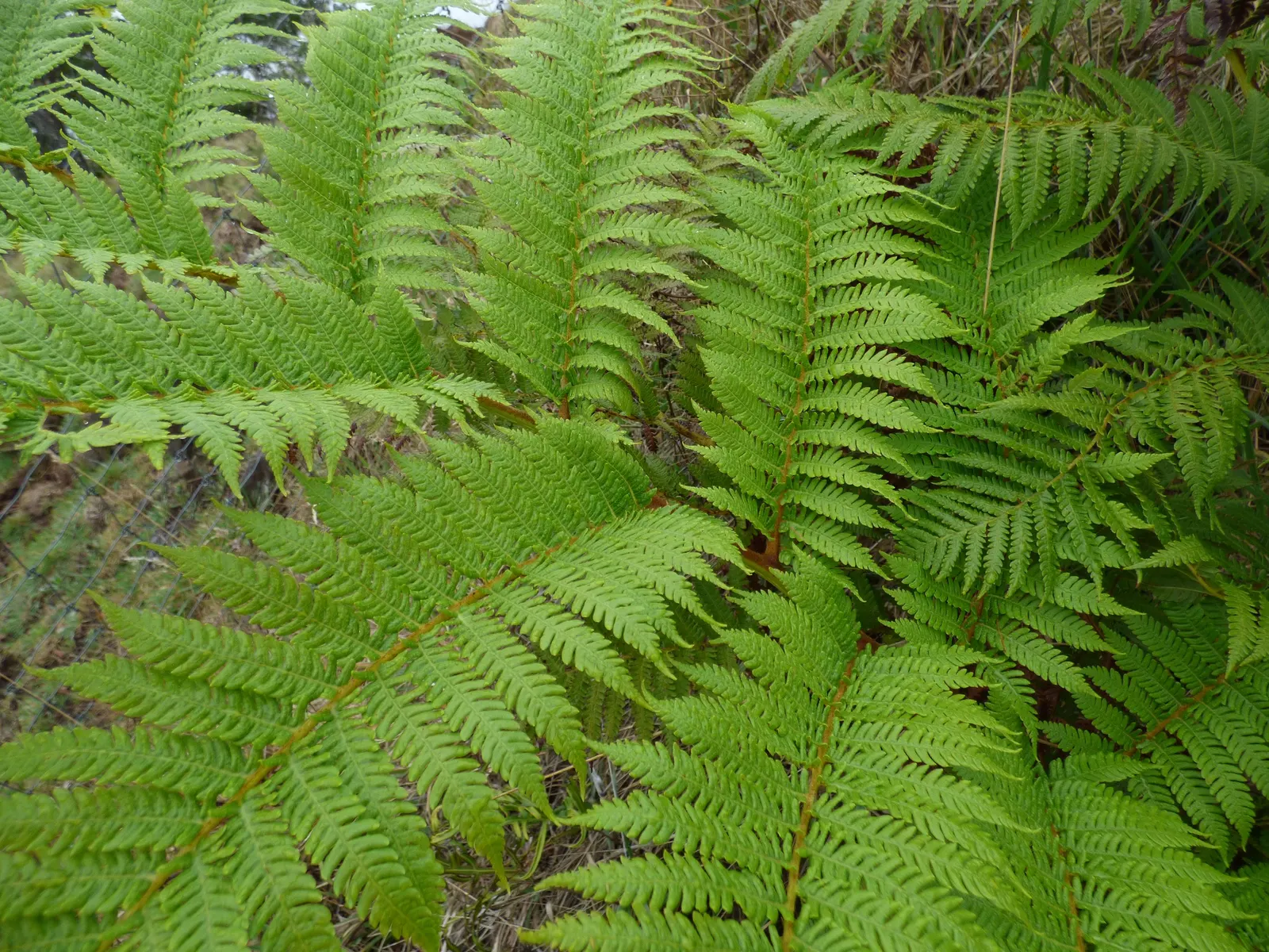 Australian Tree Fern (Cyathea cooperi) — though typically less in cultivated landscapes.<br><br>Originating from the Eastern parts of Australia; the fern does