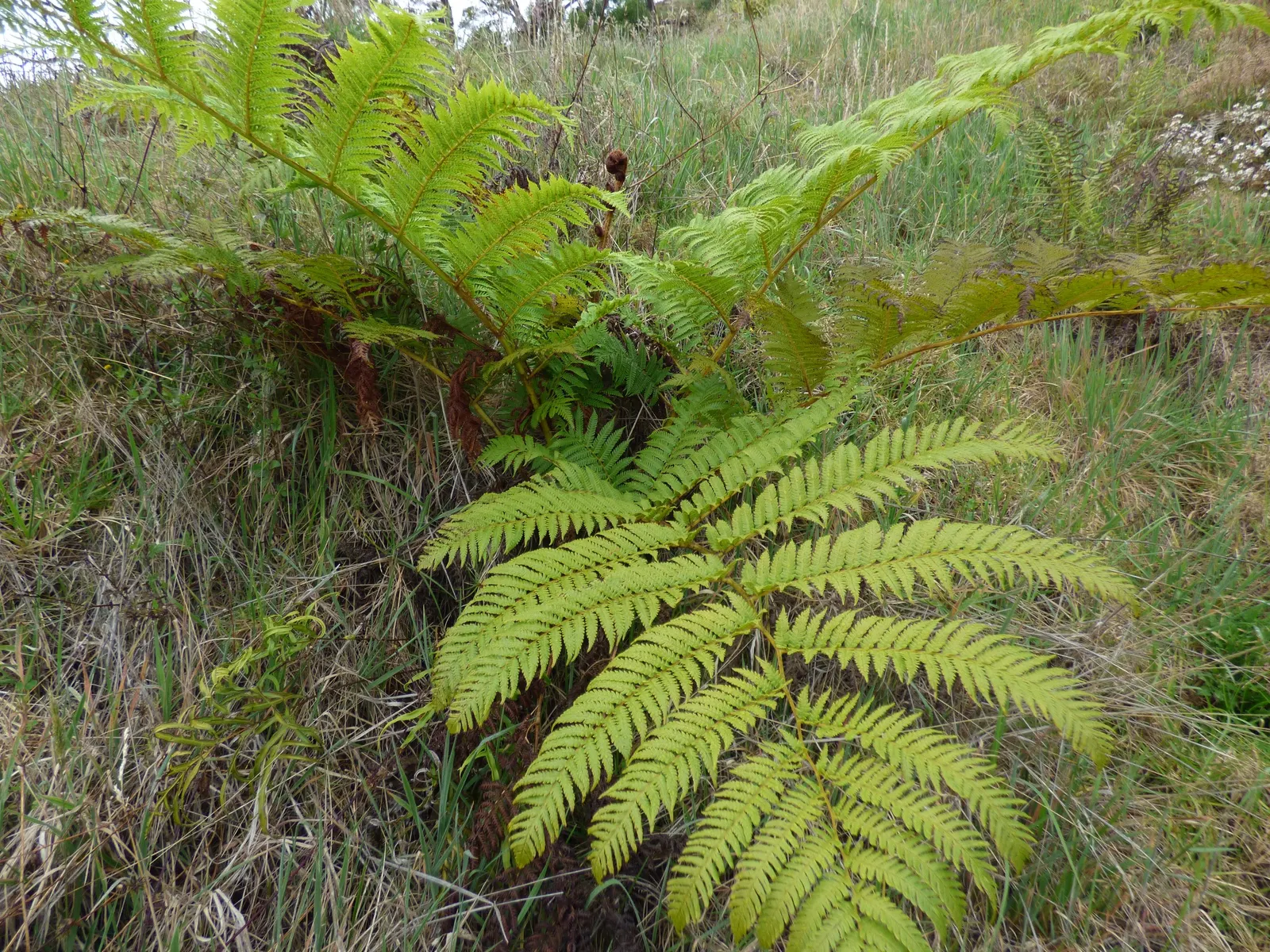 Australian Tree Fern (Cyathea cooperi) — Its fronds unfurl gracefully to lengths of 6 to 10 feet; tropical accent to any shaded landscape design, image 63