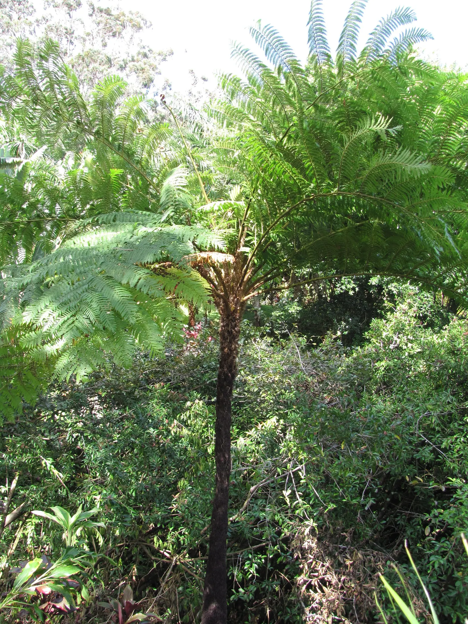 Australian Tree Fern (Cyathea cooperi) — mimicking its natural rainforest habitat, image 95