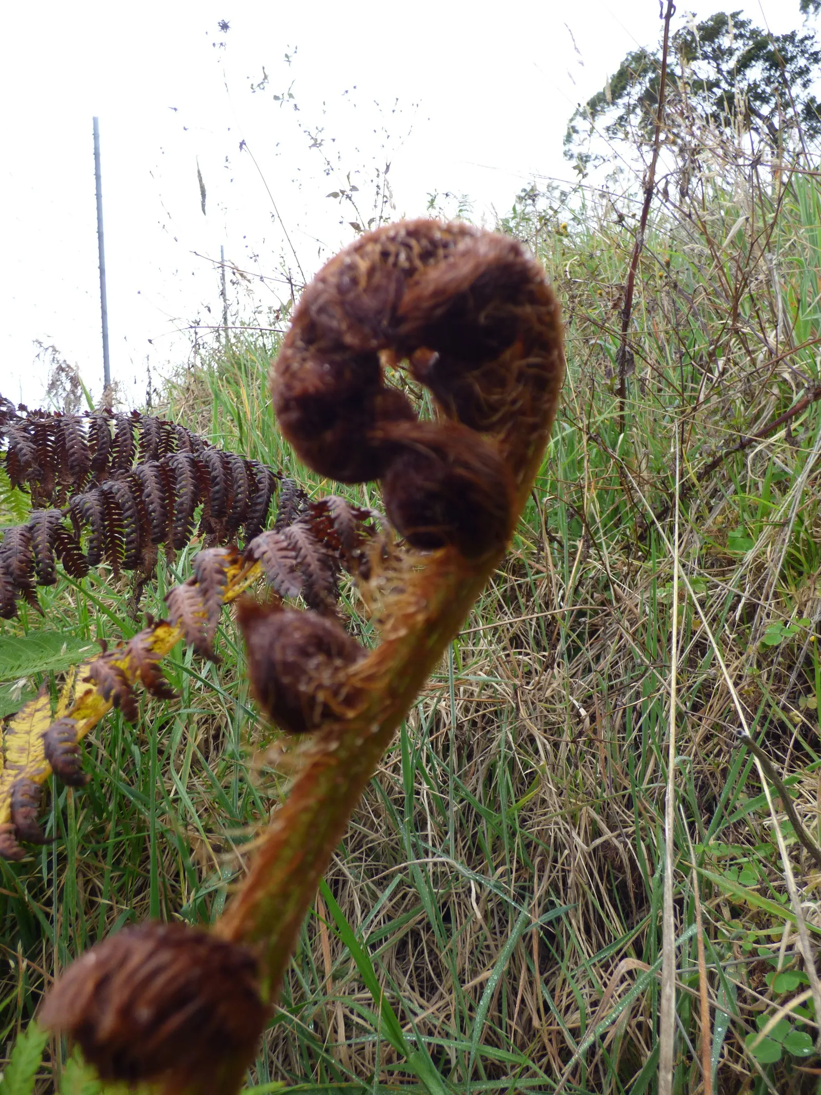 Australian Tree Fern (Cyathea cooperi) — Its fronds unfurl gracefully to lengths of 6 to 10 feet; tropical accent to any shaded landscape design