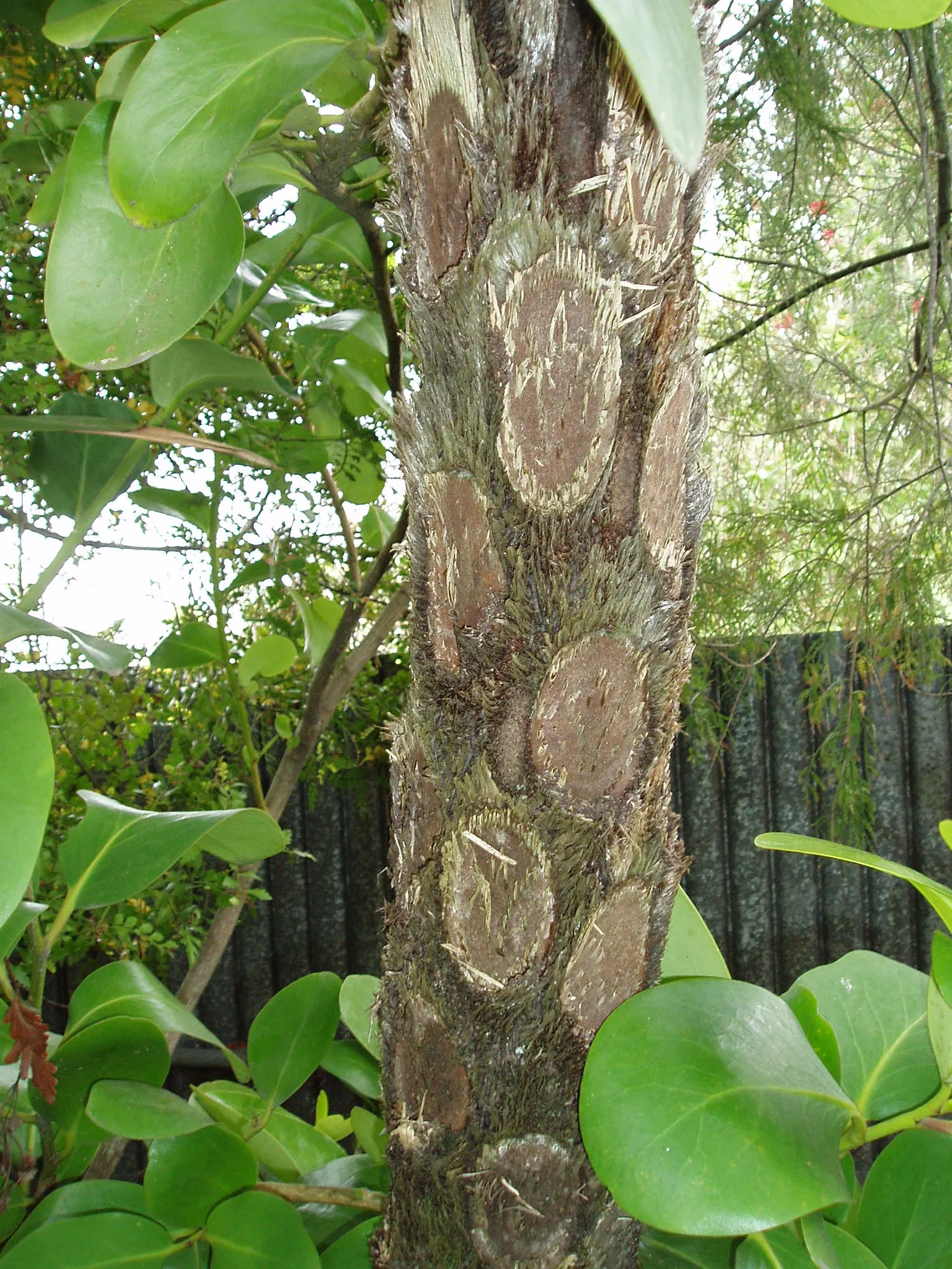 Australian Tree Fern (Cyathea cooperi) — Cyathea cooperi thrives in USDA Hardiness Zones 9 to 11