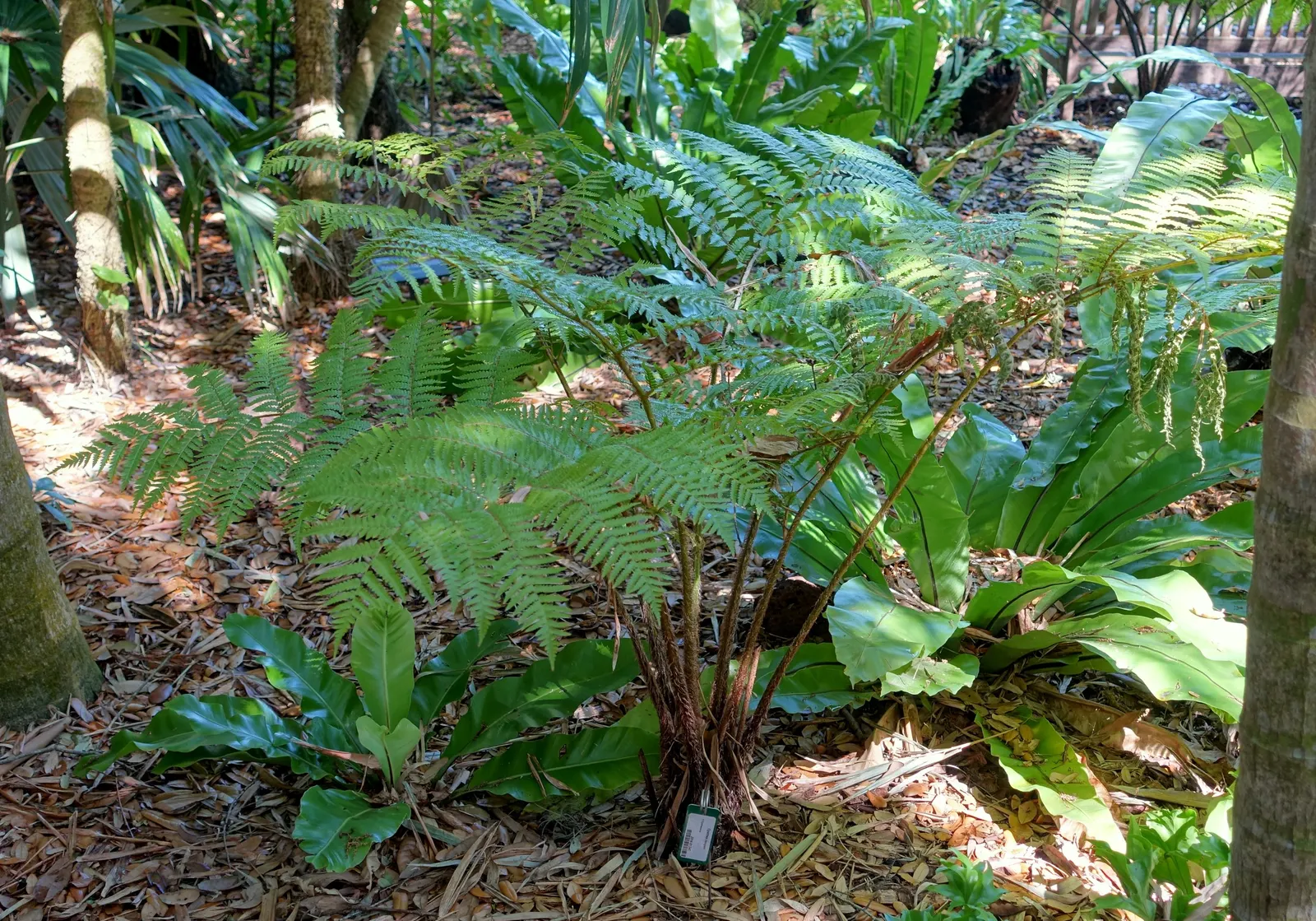 Australian Tree Fern (Cyathea cooperi) — especially during dry spells; this tree fern can reach a grand height of 15 to 30 feet with a spread of 10 to 15 feet