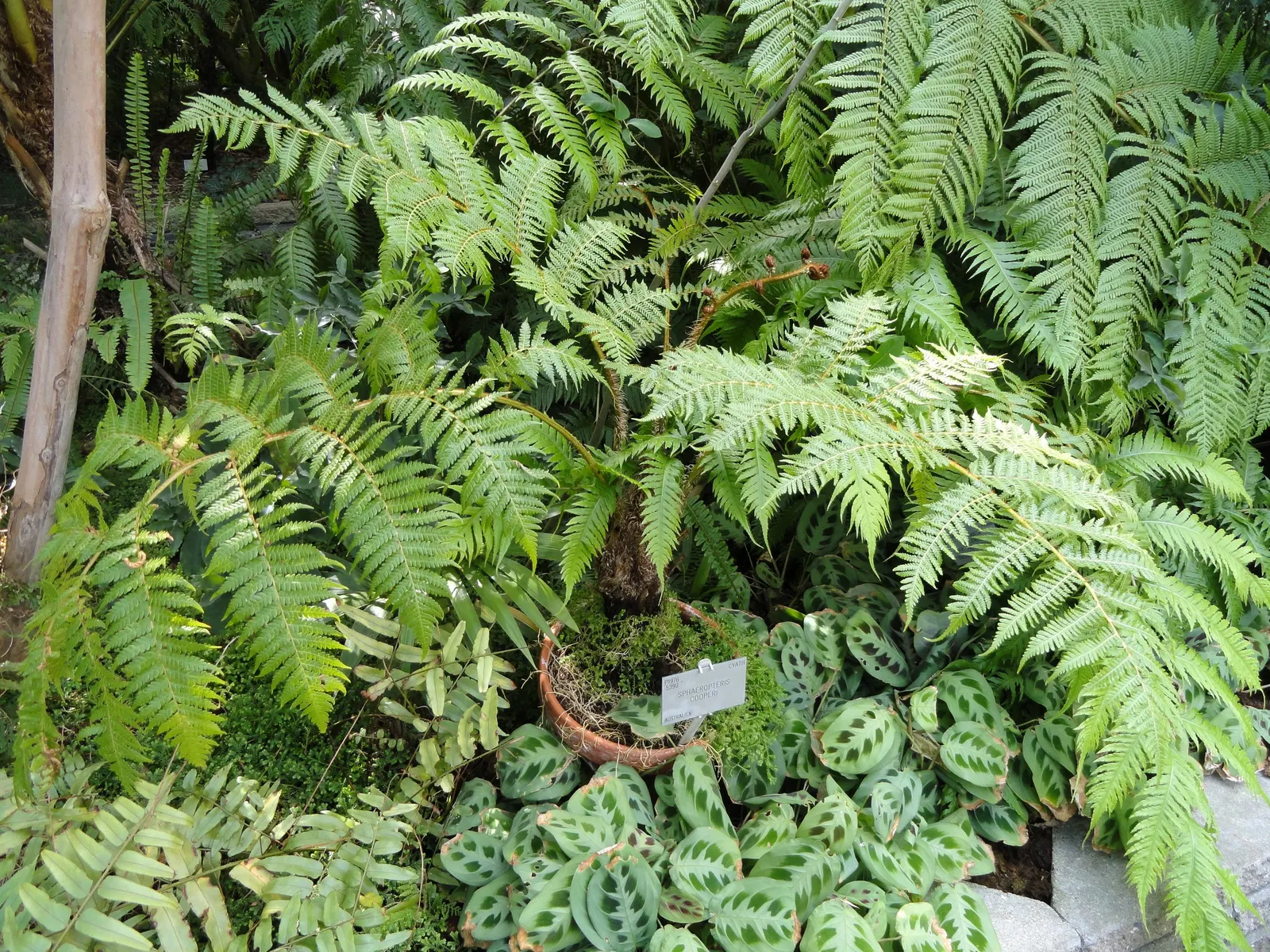 Australian Tree Fern (Cyathea cooperi) — Its root system is relatively shallow; is an elegant species featuring lush green fronds that can reach, image 70