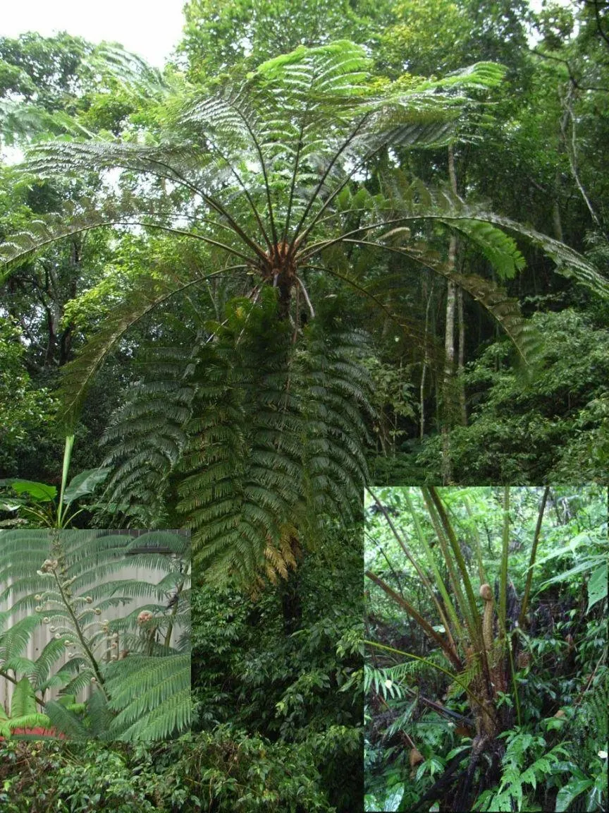 Australian Tree Fern (Cyathea cooperi) — the fern does not tolerate sustained temperatures below 20&deg;F; this fast-growing fern thrives in USDA zones 9-11
