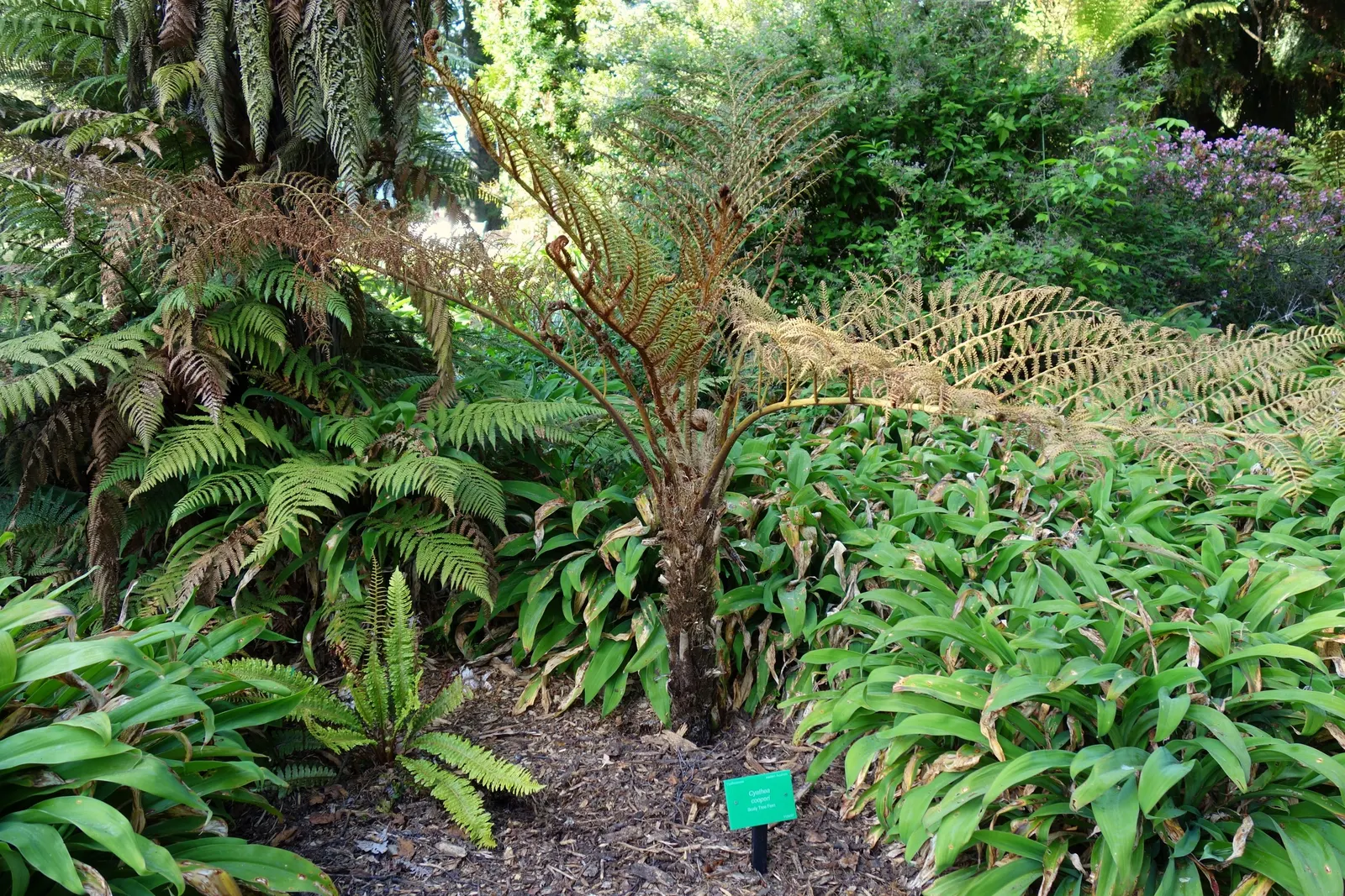 Australian Tree Fern (Cyathea cooperi) — to keep the soil evenly moist but not waterlogged; australian Tree Fern requires consistently moist, well-drained soil