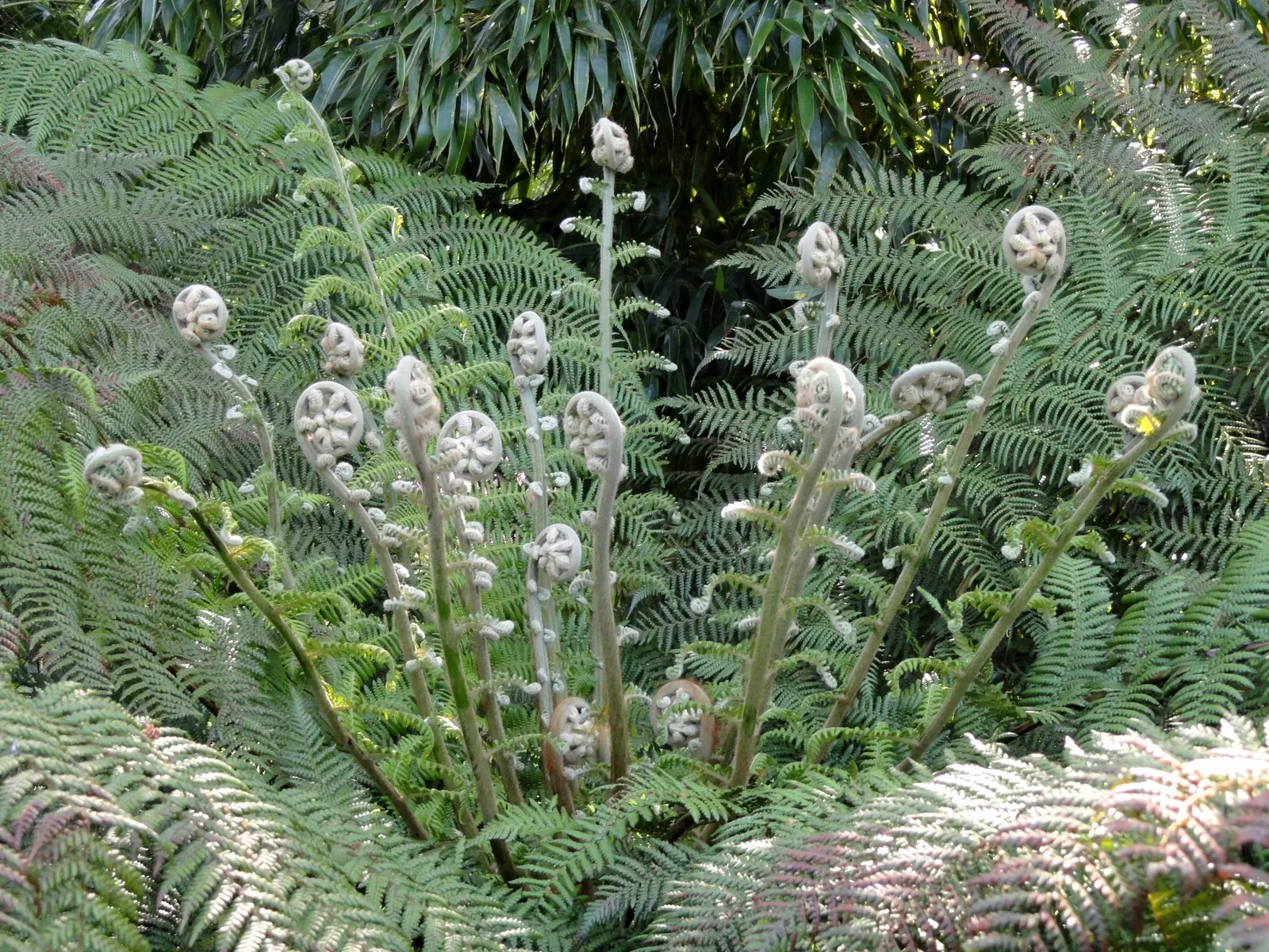 Australian Tree Fern (Cyathea cooperi) — tropical accent to any shaded landscape design; cyathea cooperi thrives in USDA Hardiness Zones 9 to 11, image 114
