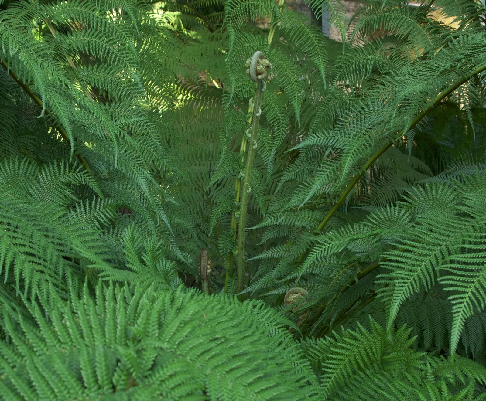Australian Tree Fern (Cyathea cooperi) — Australian Tree Fern requires consistently moist, well-drained soil that is rich in organic matter; if, image 69